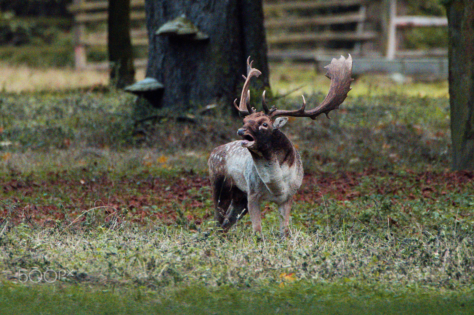 Nikon D3200 sample photo. Fallow deer  - rutting season photography