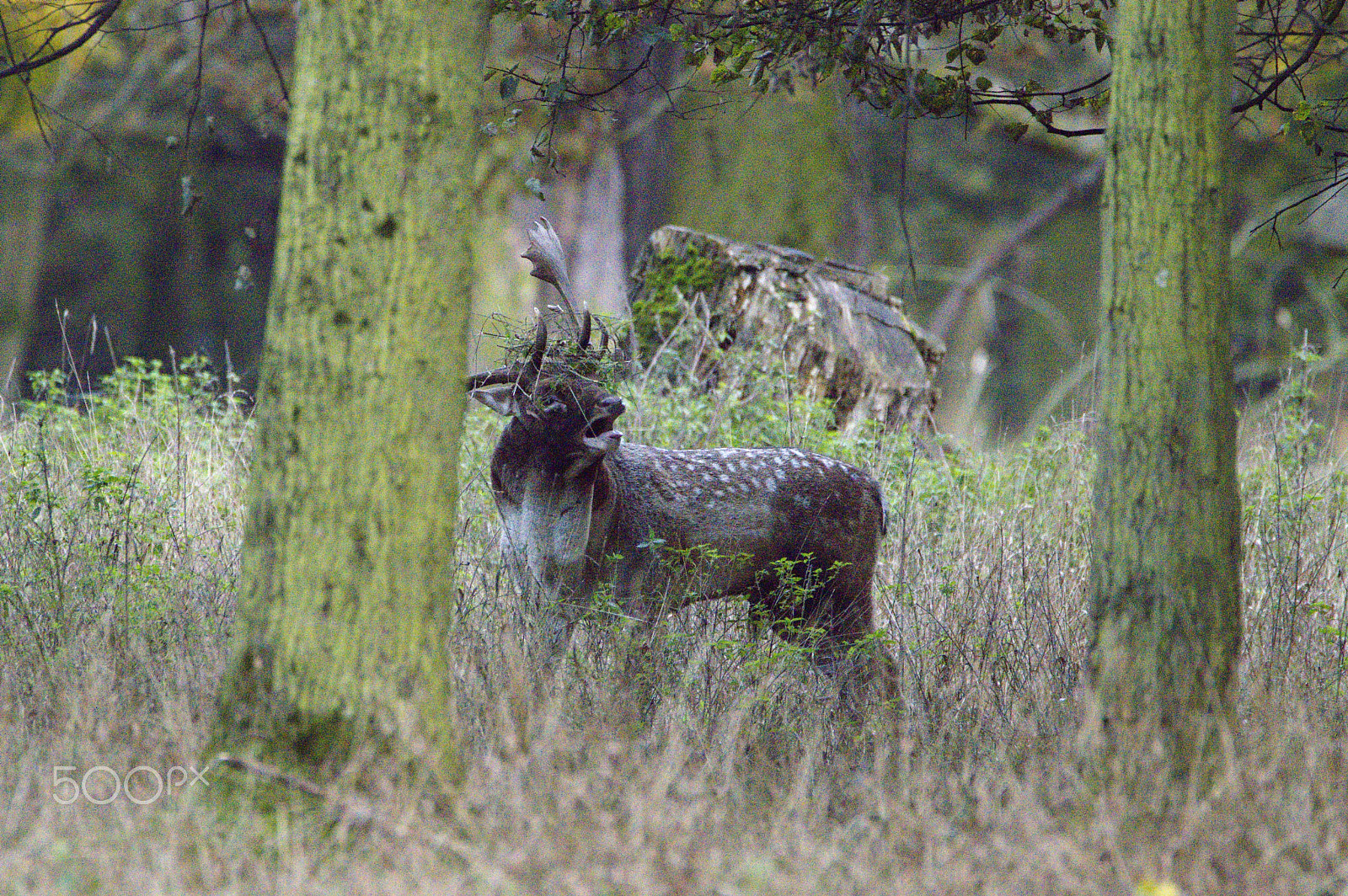 150.00 - 600.00 mm f/5.0 - 6.3 sample photo. Fallow deer  - rutting season photography