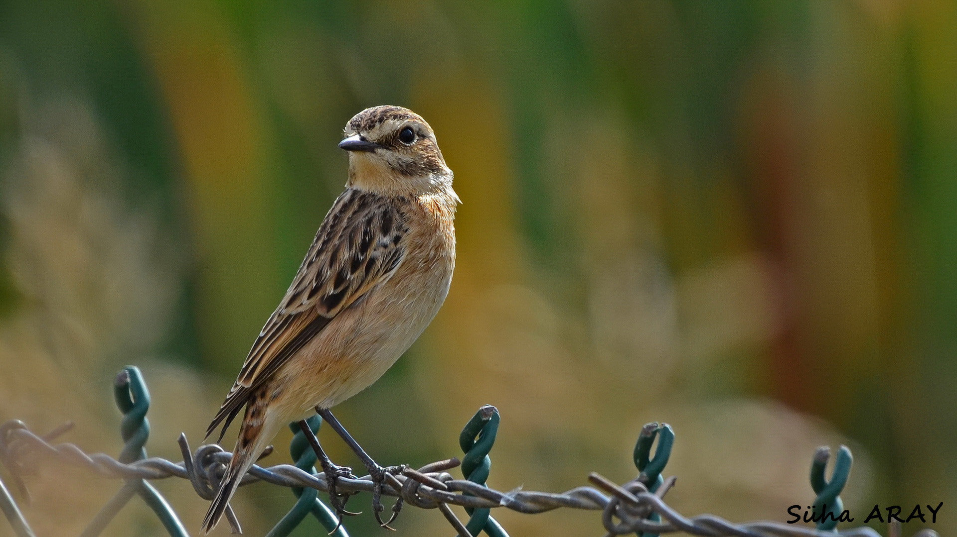 Sigma 50-500mm F4.5-6.3 DG OS HSM sample photo. Taşkuşu Çayır-whinchat photography