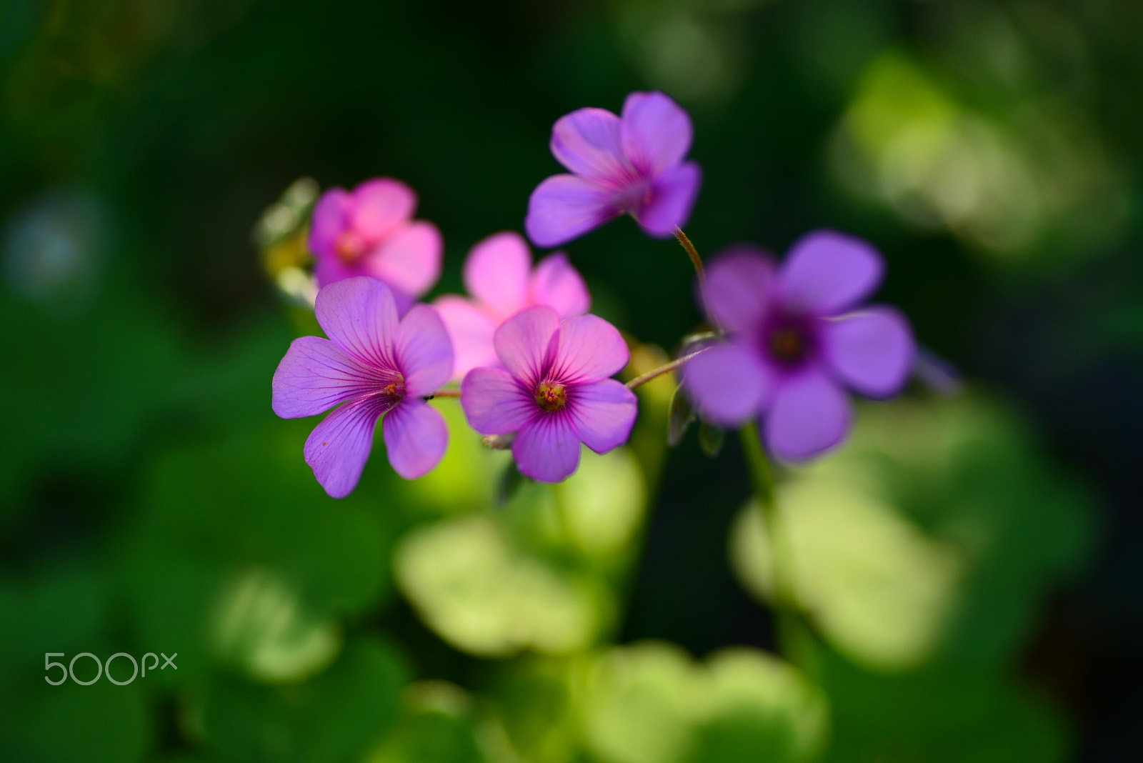 Nikon D600 sample photo. Spangled with sunlight photography