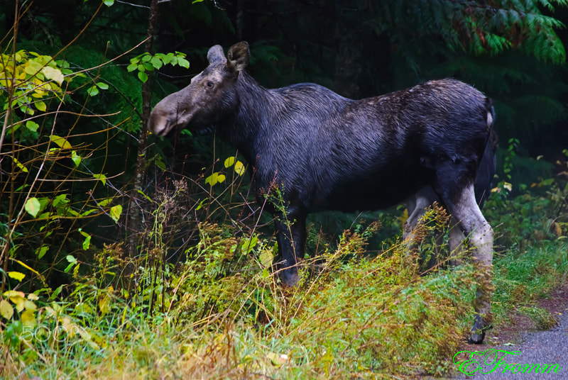 Nikon D80 sample photo. Hello moose. photography