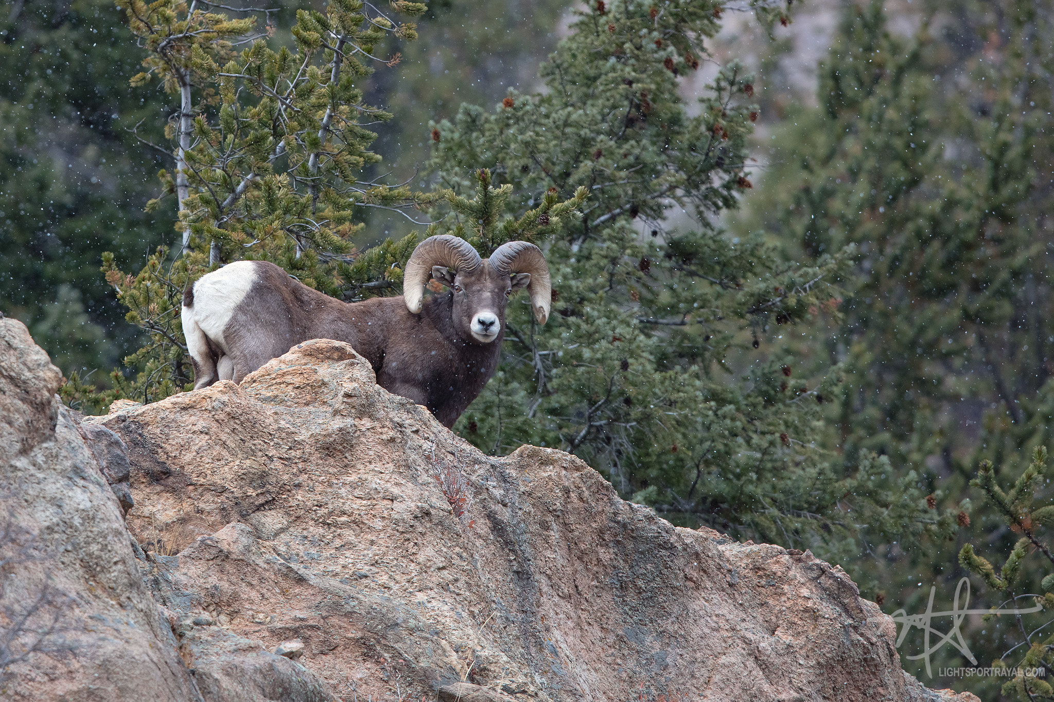 Canon EOS 5DS R + Canon EF 600mm F4L IS II USM sample photo. Bighorn sheep photography