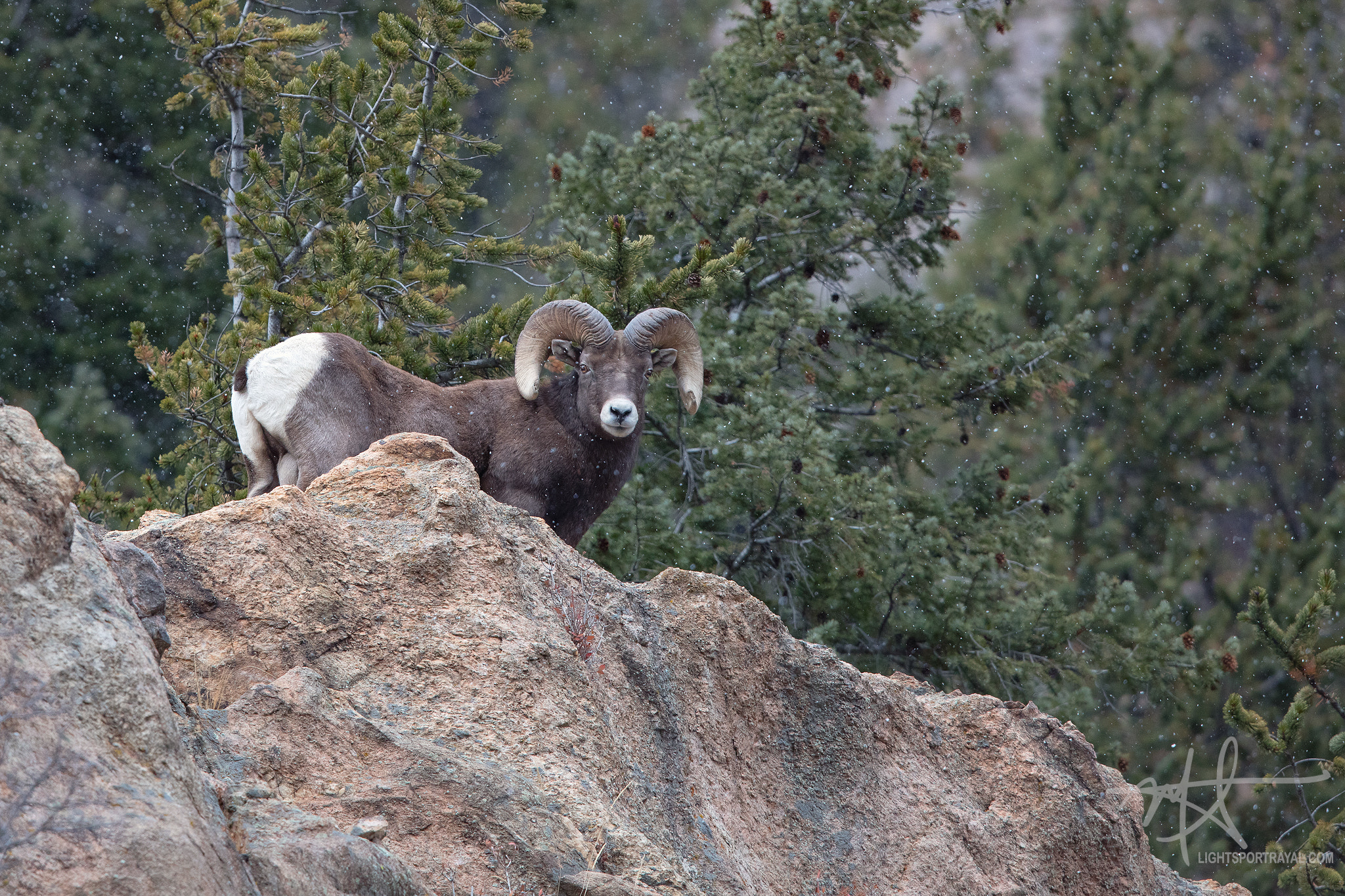 Canon EF 600mm F4L IS II USM sample photo. Bighorn sheep photography