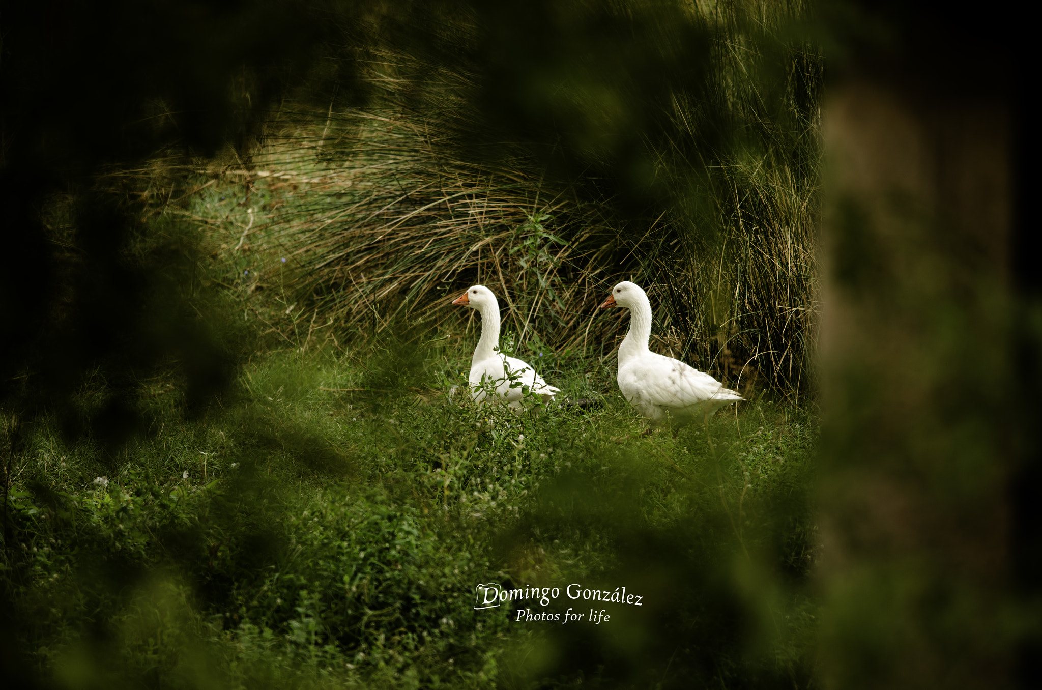 Nikon D7000 + Sigma 50-150mm F2.8 EX APO DC OS HSM sample photo. Robando la intimidad photography