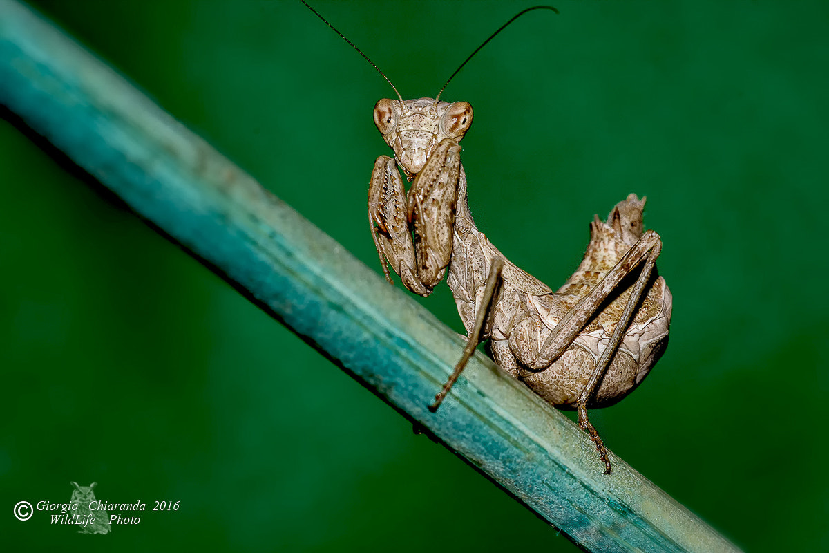 Sigma APO Macro 150mm f/2.8 EX DG HSM sample photo. Empusa pennata photography