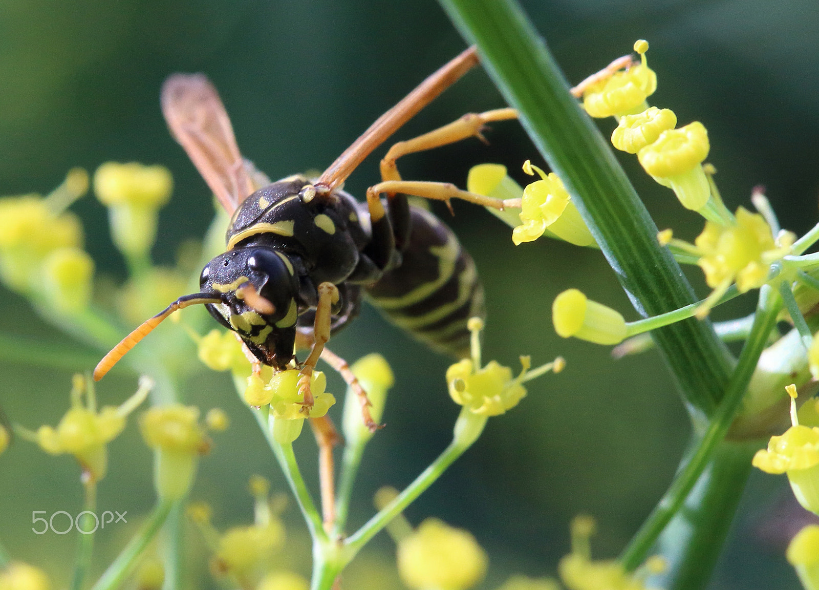 Canon EF 100mm F2.8 Macro USM sample photo. Amour ii photography