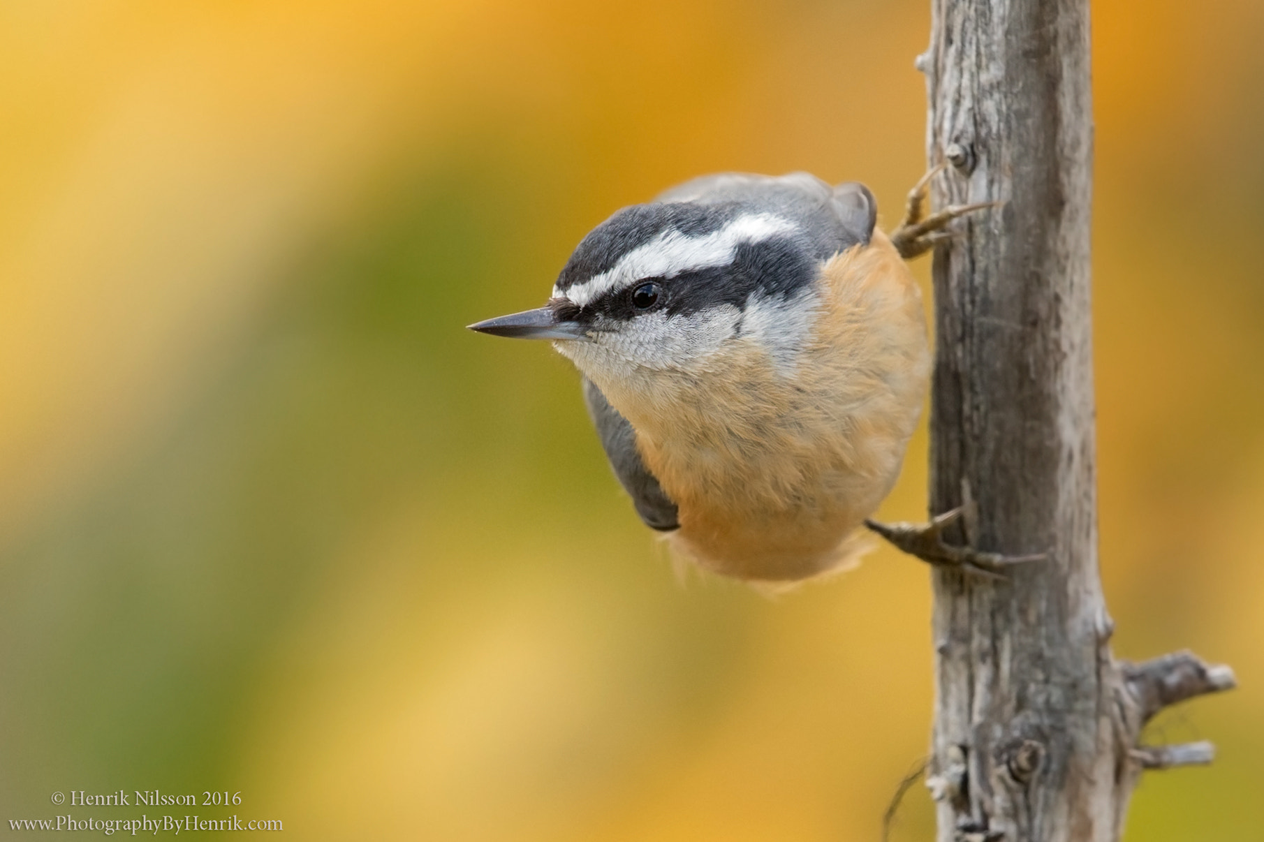 Canon EF 500mm F4L IS II USM sample photo. Nuthatch photography