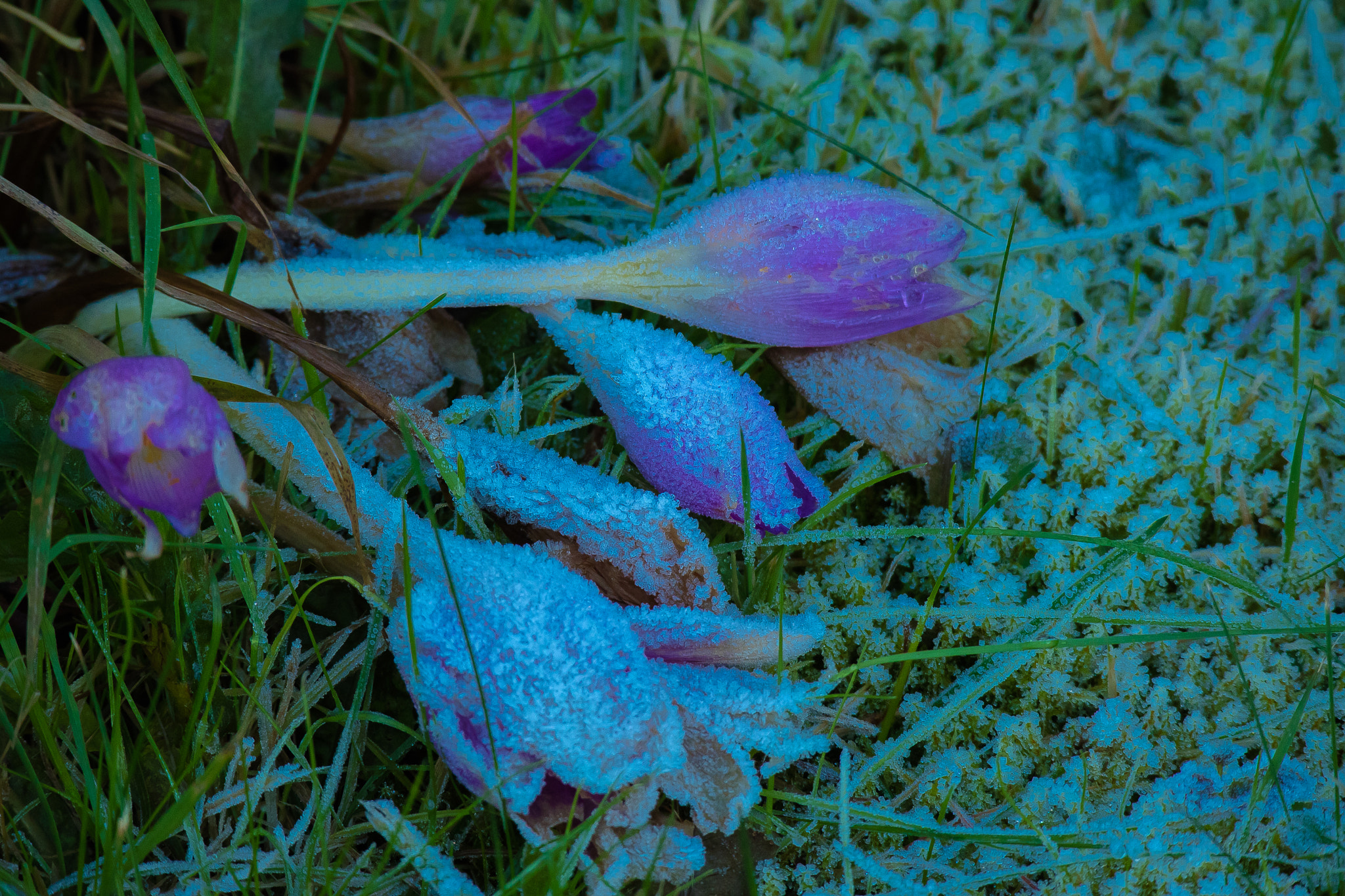 Canon EOS M3 sample photo. Frost photography