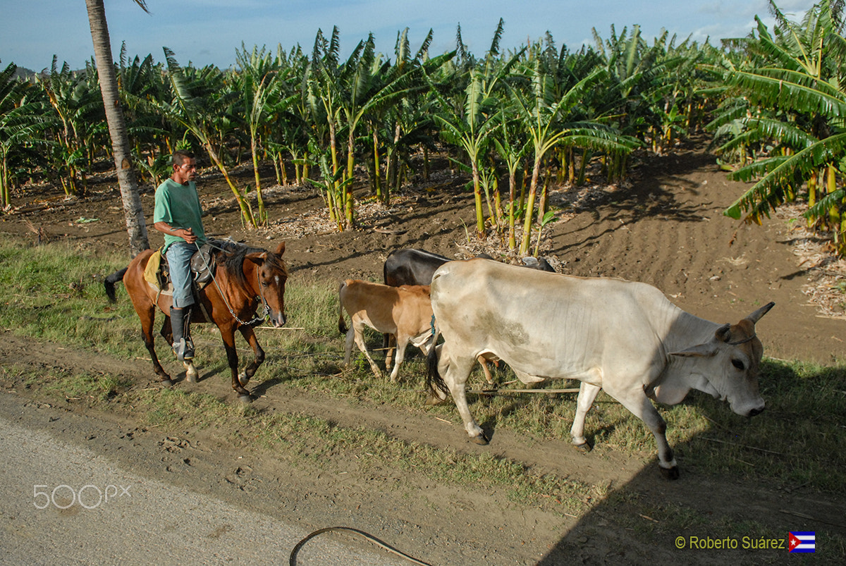 Nikon D200 sample photo. Campo de cuba photography