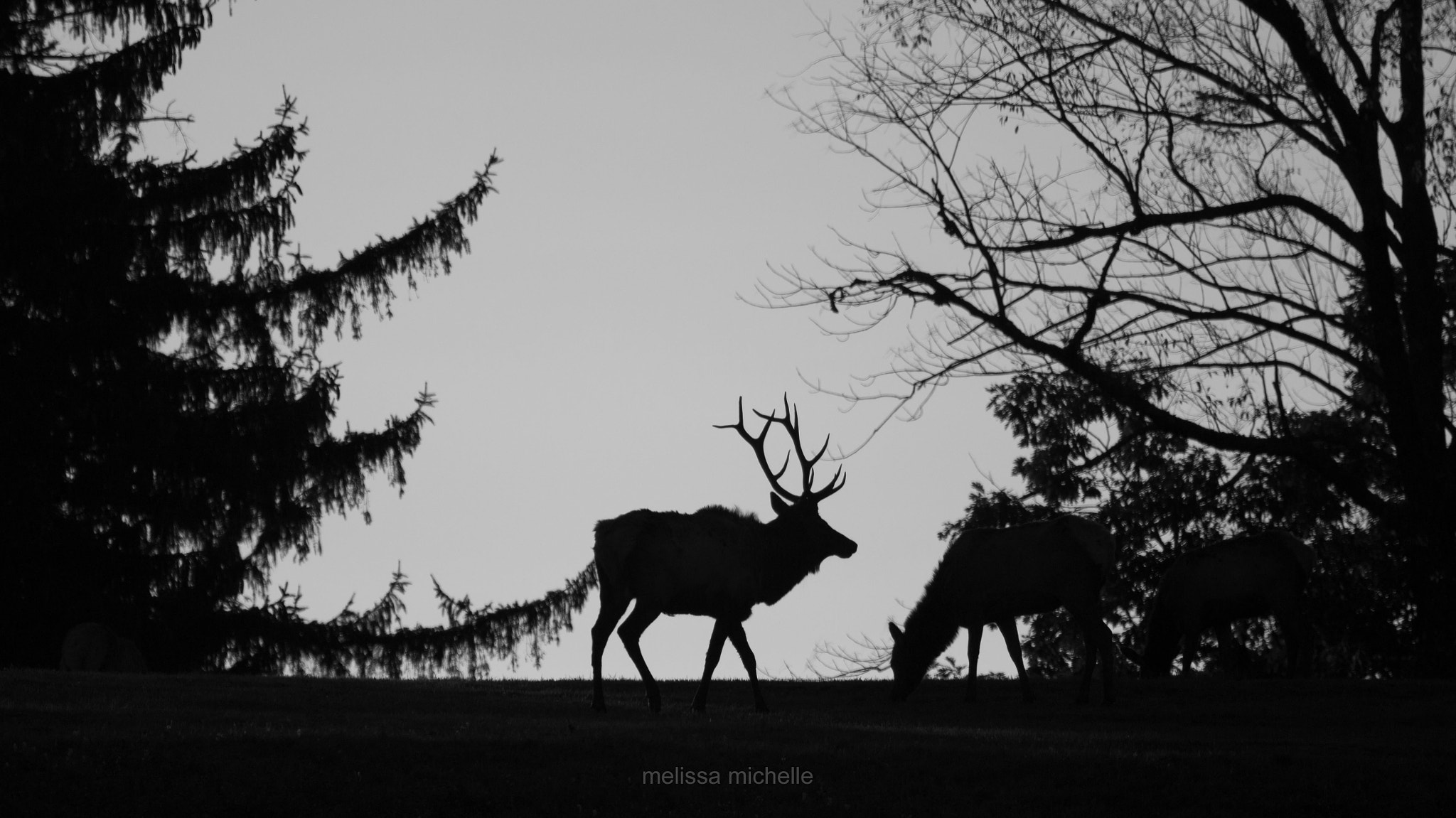 Canon EF 100-400mm F4.5-5.6L IS USM sample photo. Bull elk cow photography
