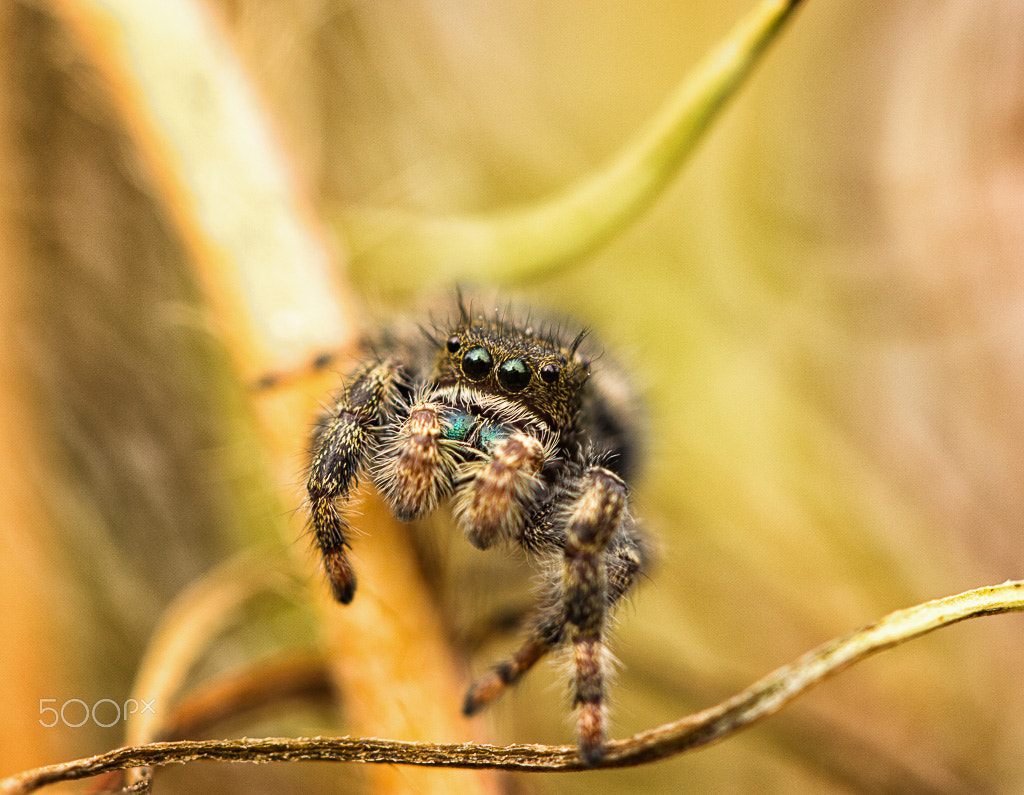 Canon EF 100mm F2.8L Macro IS USM sample photo. Jumping spider photography