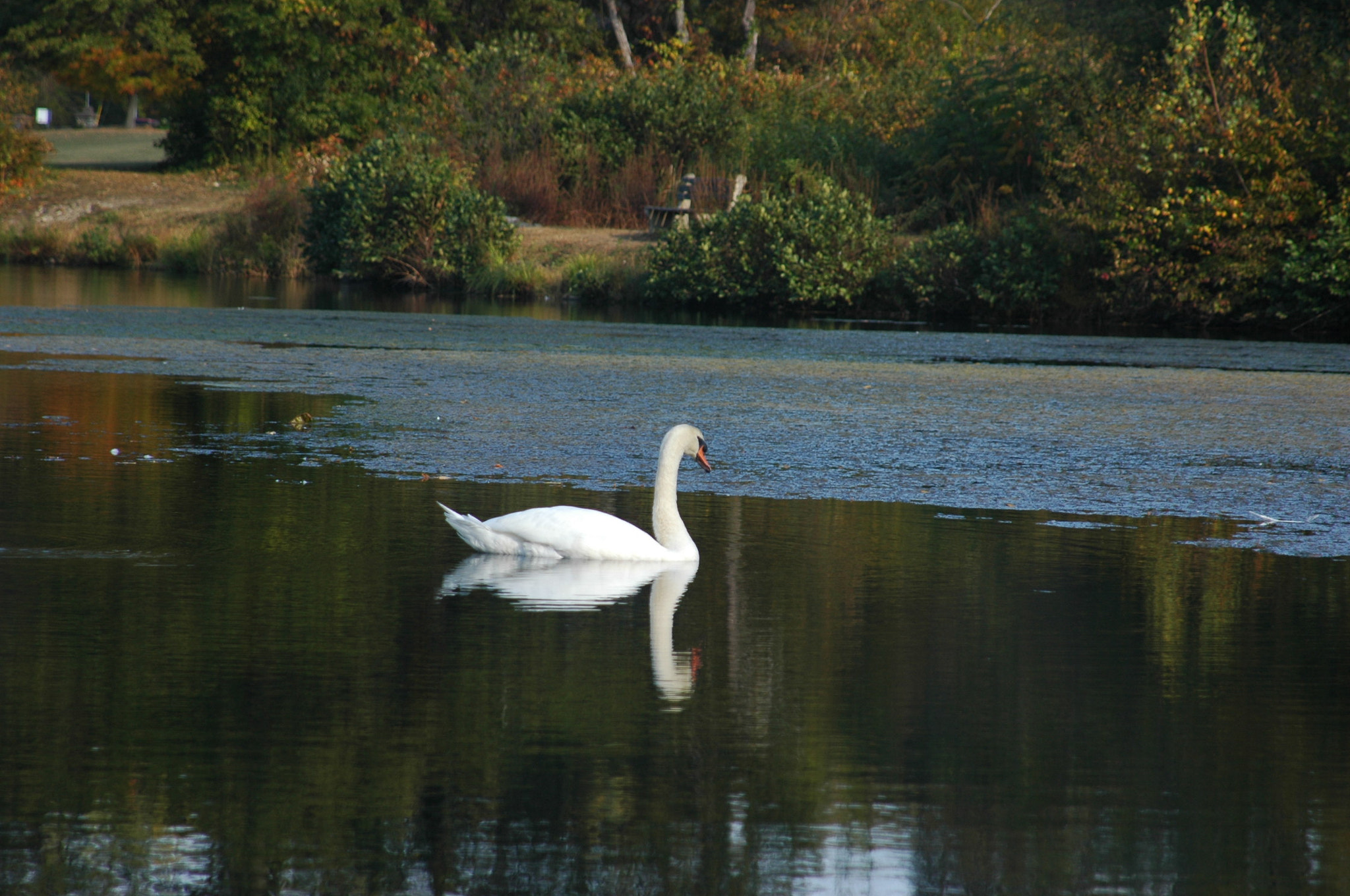 Nikon D70s + AF Zoom-Nikkor 24-120mm f/3.5-5.6D IF sample photo. Swan on a lake photography