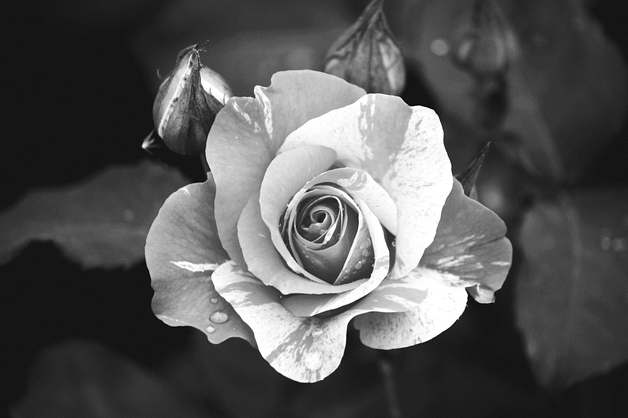 Canon EF-S 55-250mm F4-5.6 IS sample photo. Rose photography