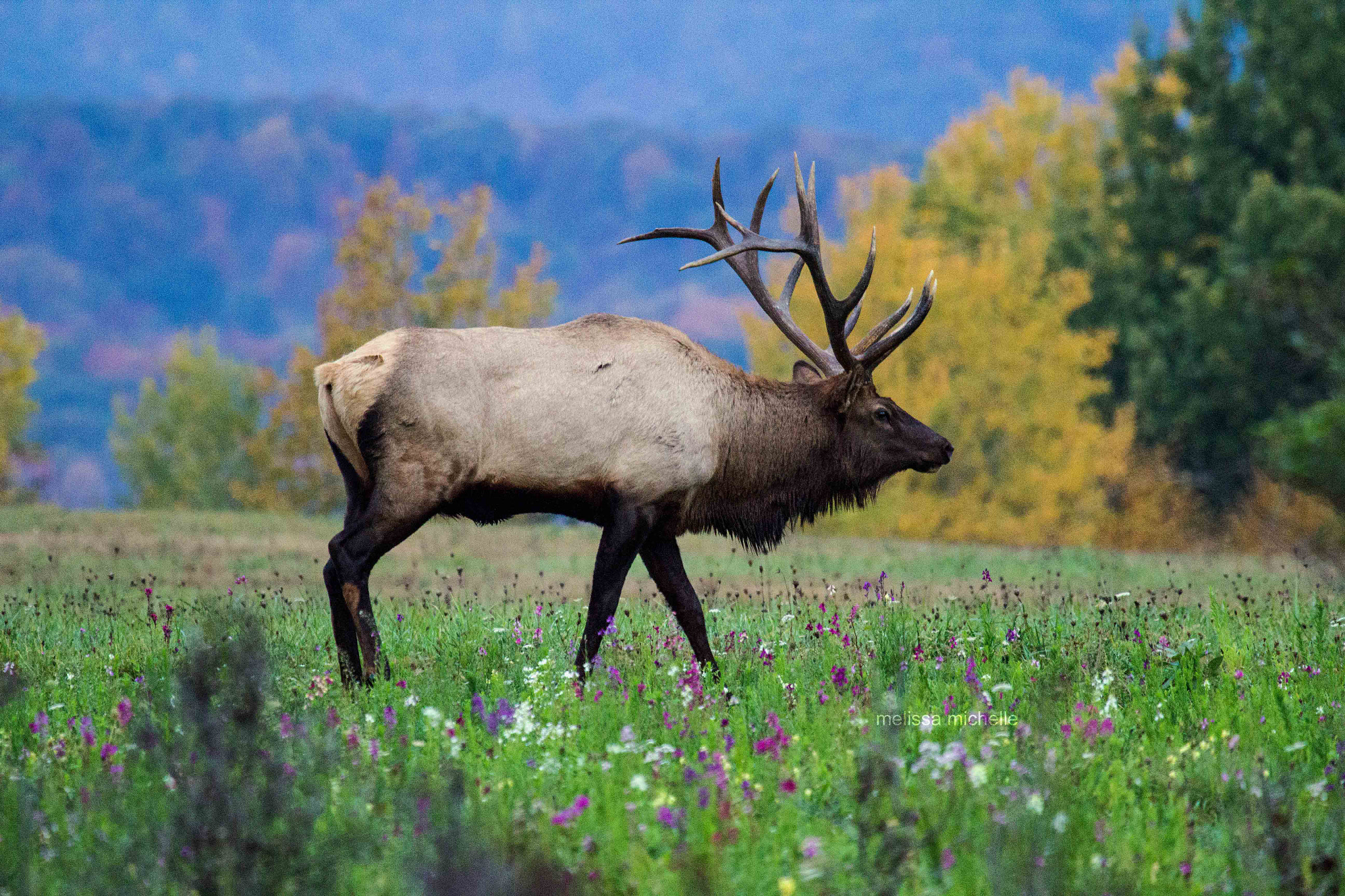 Canon EF 100-400mm F4.5-5.6L IS USM sample photo. Bull elk photography