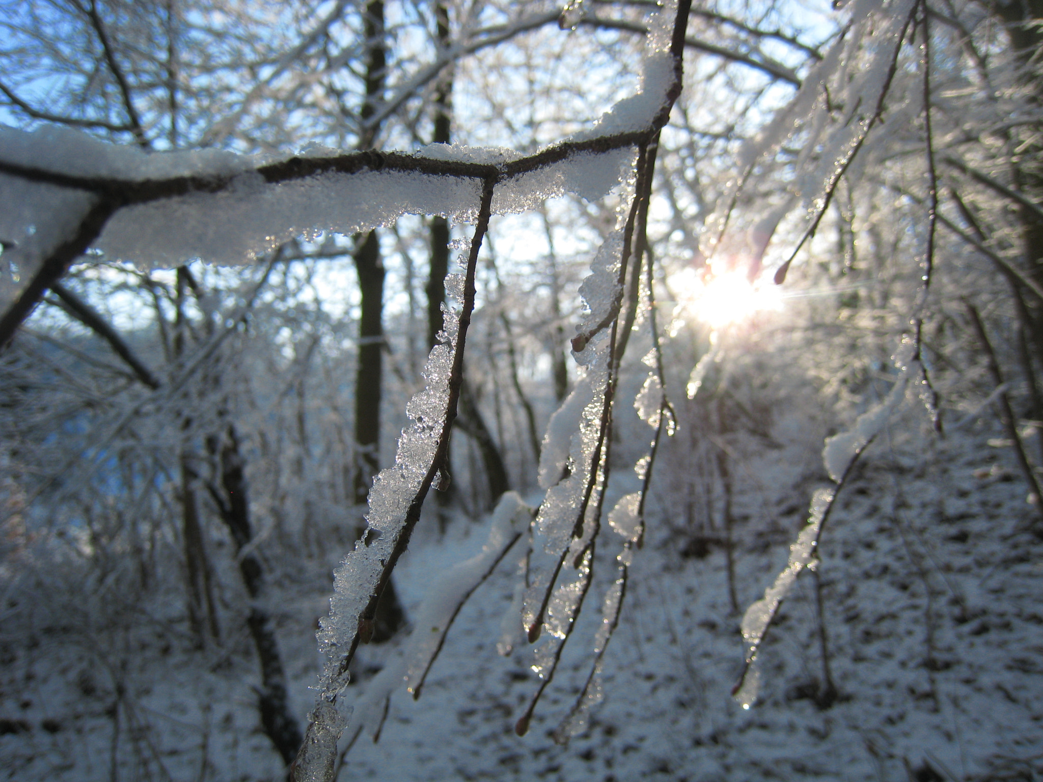 Canon DIGITAL IXUS 850 IS sample photo. Macro winter photography