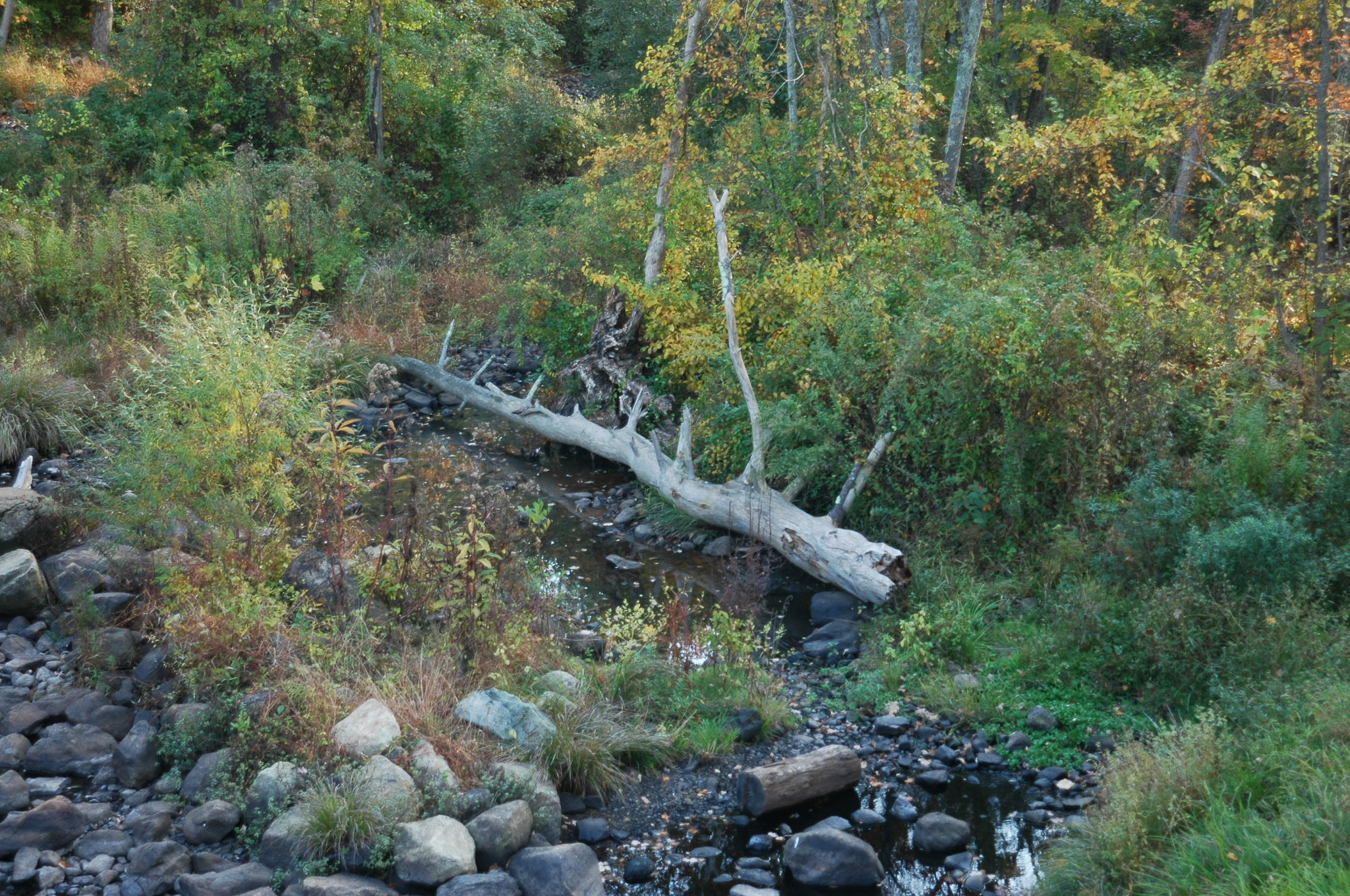 Nikon D70s + AF Zoom-Nikkor 24-120mm f/3.5-5.6D IF sample photo. Fallen tree photography