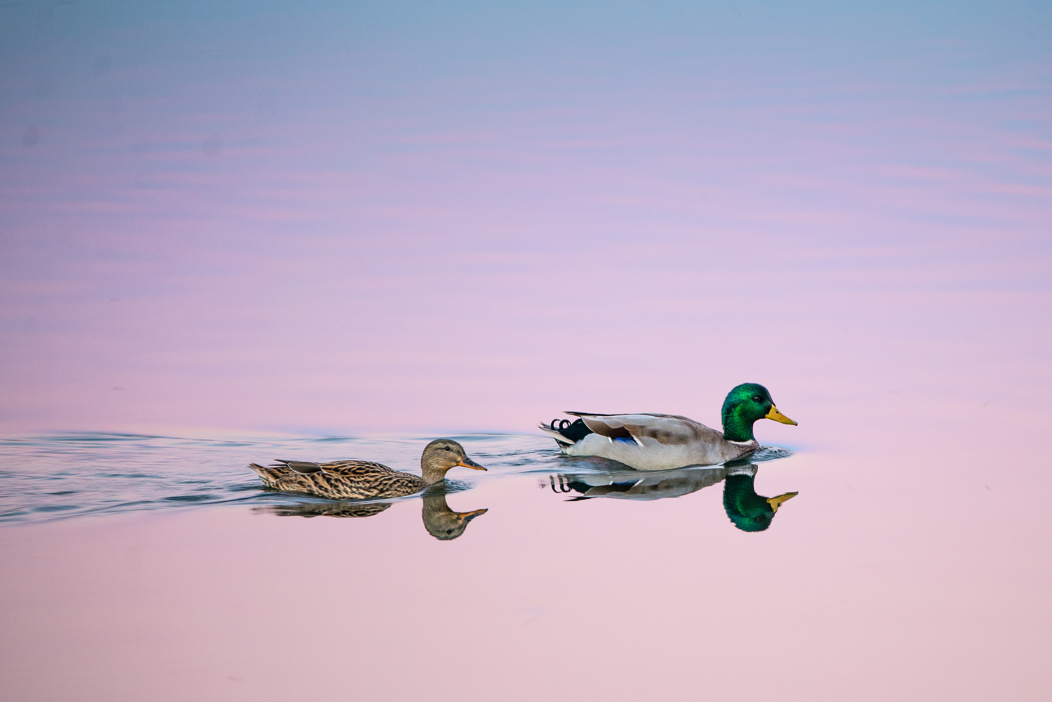 Nikon AF-S Nikkor 70-200mm F4G ED VR sample photo. Sunset mallards photography