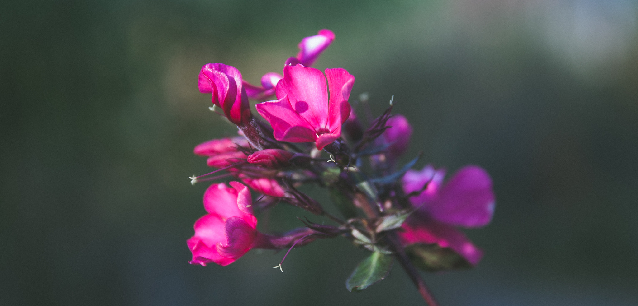 Canon EOS 450D (EOS Rebel XSi / EOS Kiss X2) sample photo. Pretty in pink photography