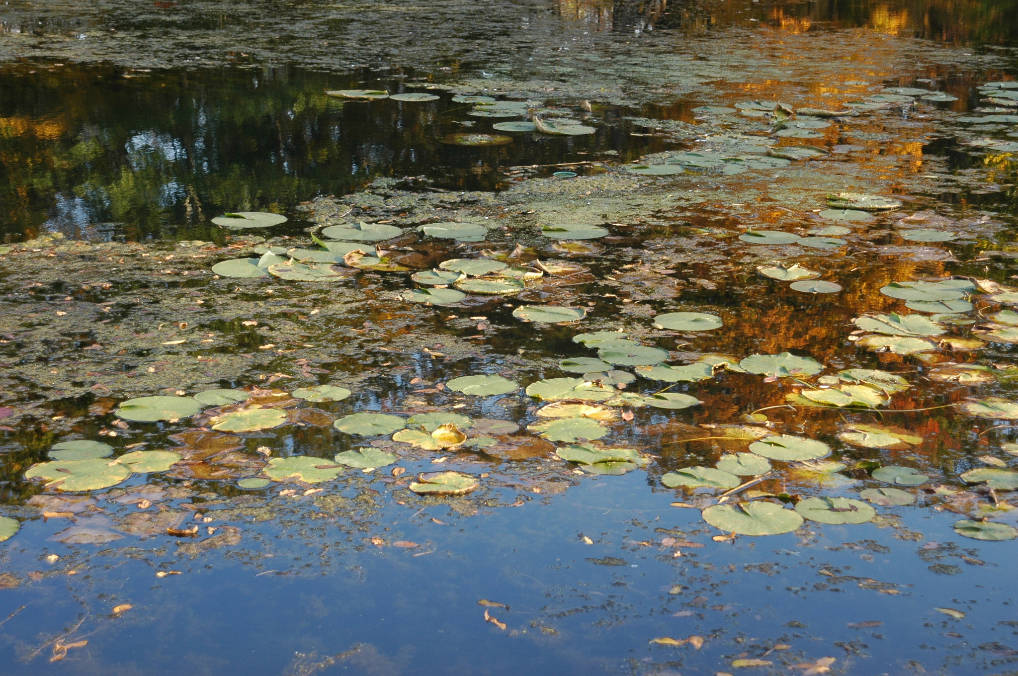 Nikon D70s + AF Zoom-Nikkor 24-120mm f/3.5-5.6D IF sample photo. Lillys on the pond photography