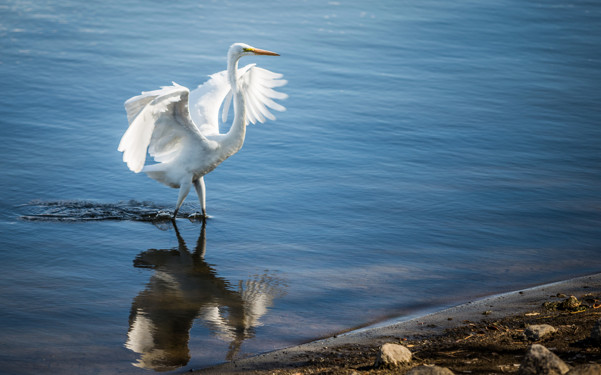 Nikon AF-S Nikkor 70-200mm F4G ED VR sample photo. Landing photography