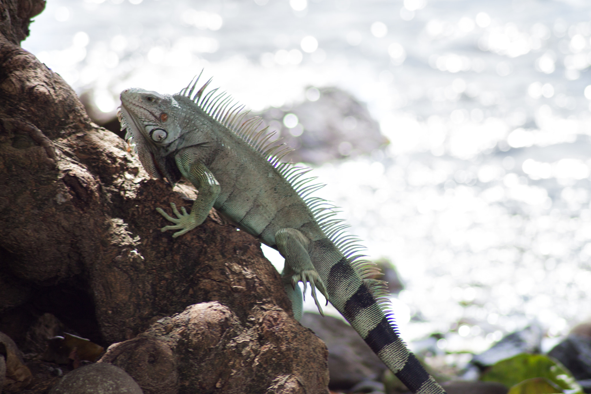 Canon EOS 500D (EOS Rebel T1i / EOS Kiss X3) sample photo. Sunbathing on rocks photography