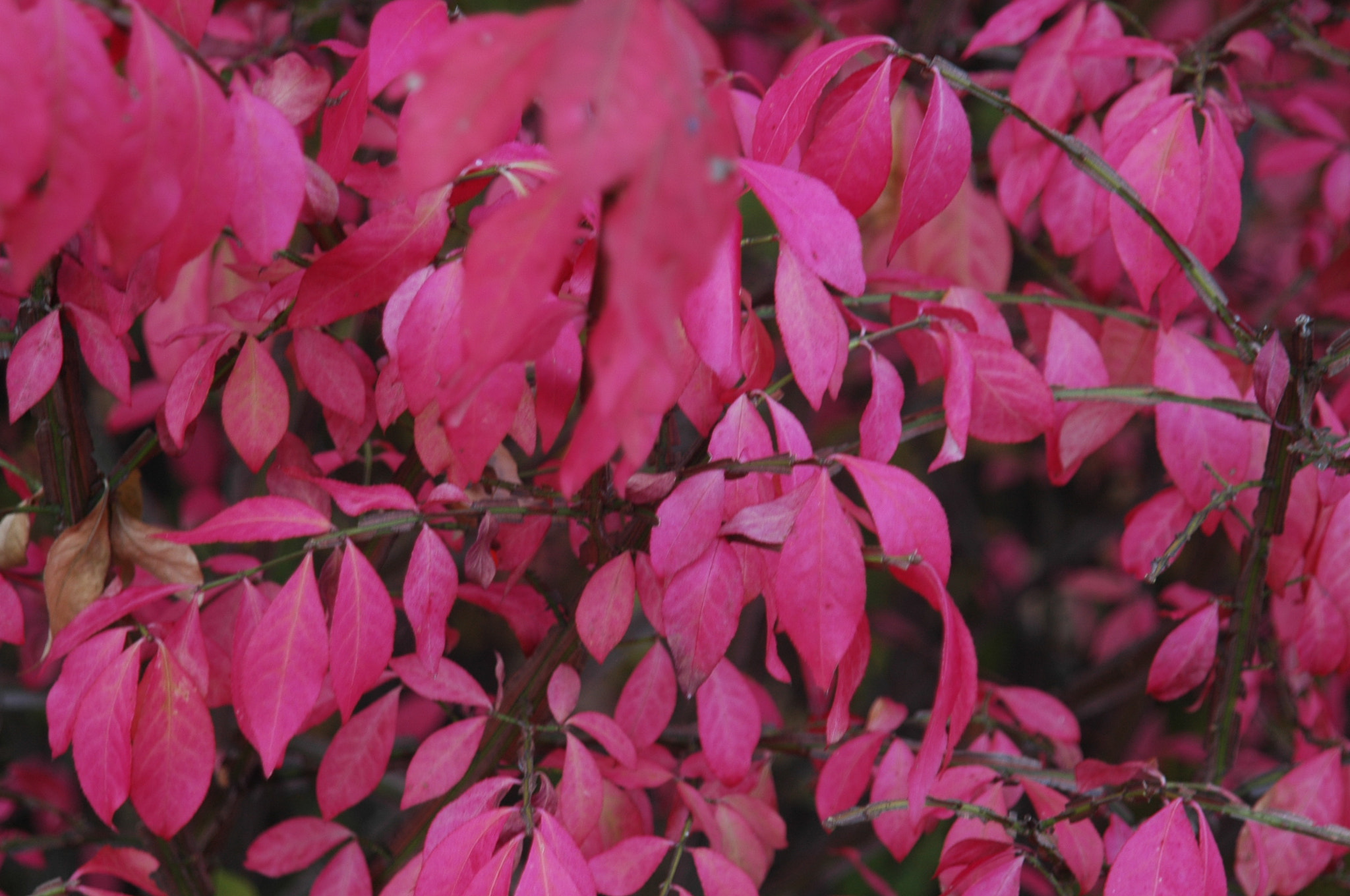 Nikon D70s + AF Zoom-Nikkor 24-120mm f/3.5-5.6D IF sample photo. Red leaves photography