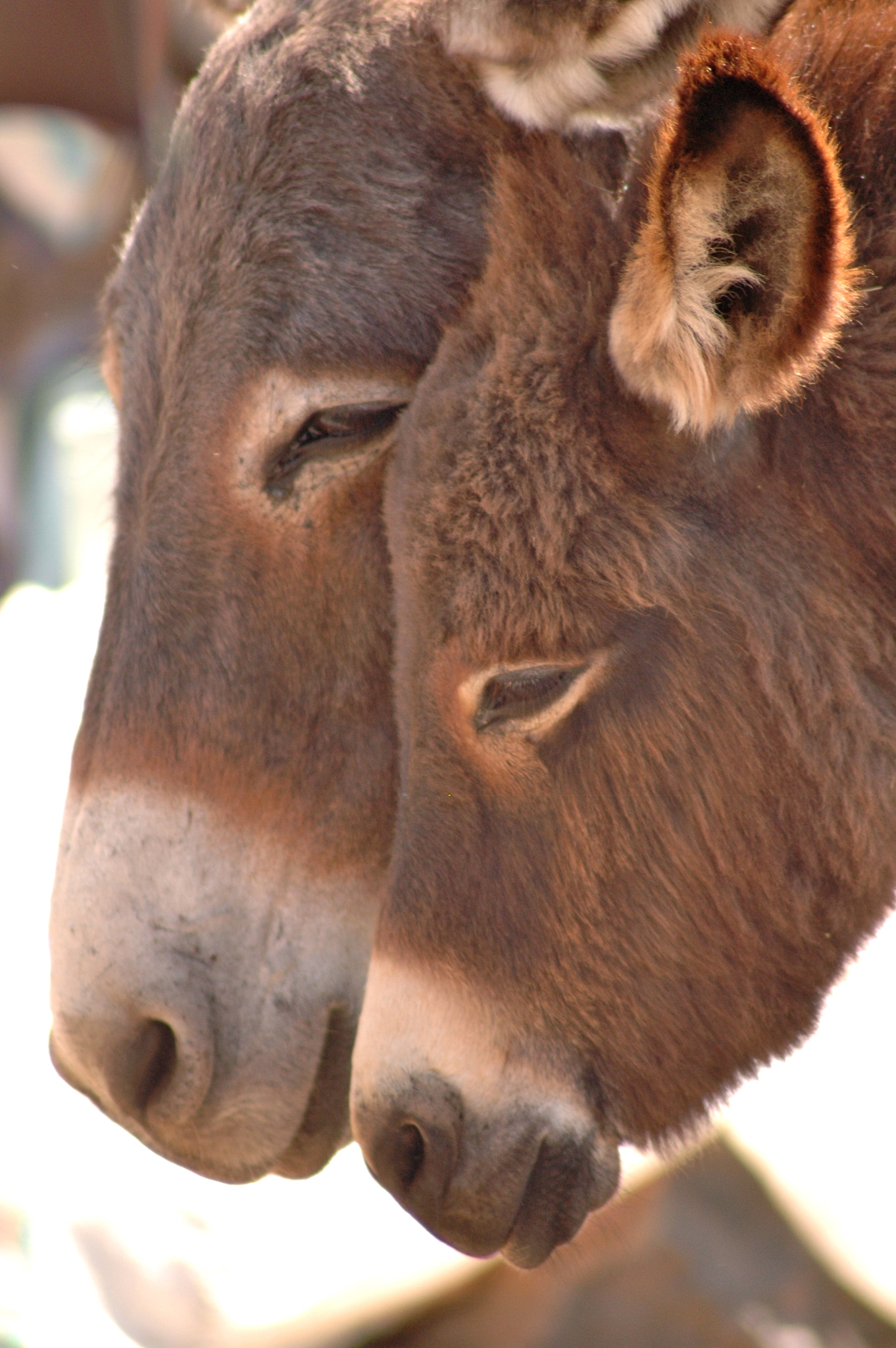 Nikon D70s sample photo. Big donkey, little donkey photography