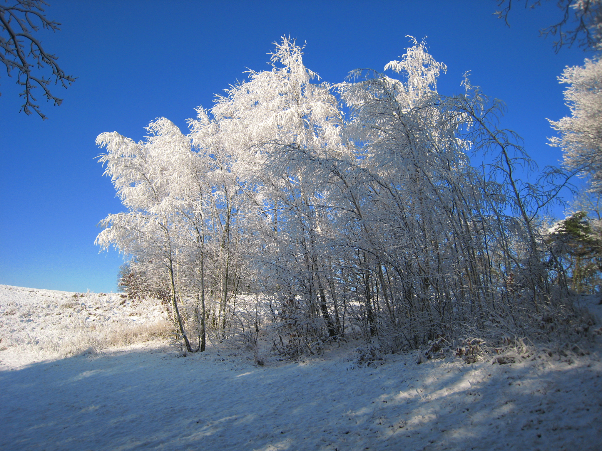 Canon DIGITAL IXUS 850 IS sample photo. Glorious winter photography