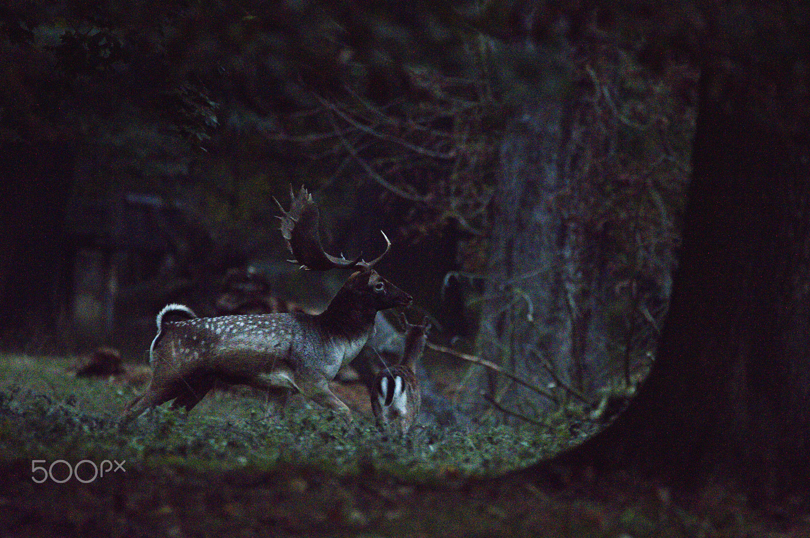 Nikon D3200 sample photo. Fallow deer - rutting season 2016 photography