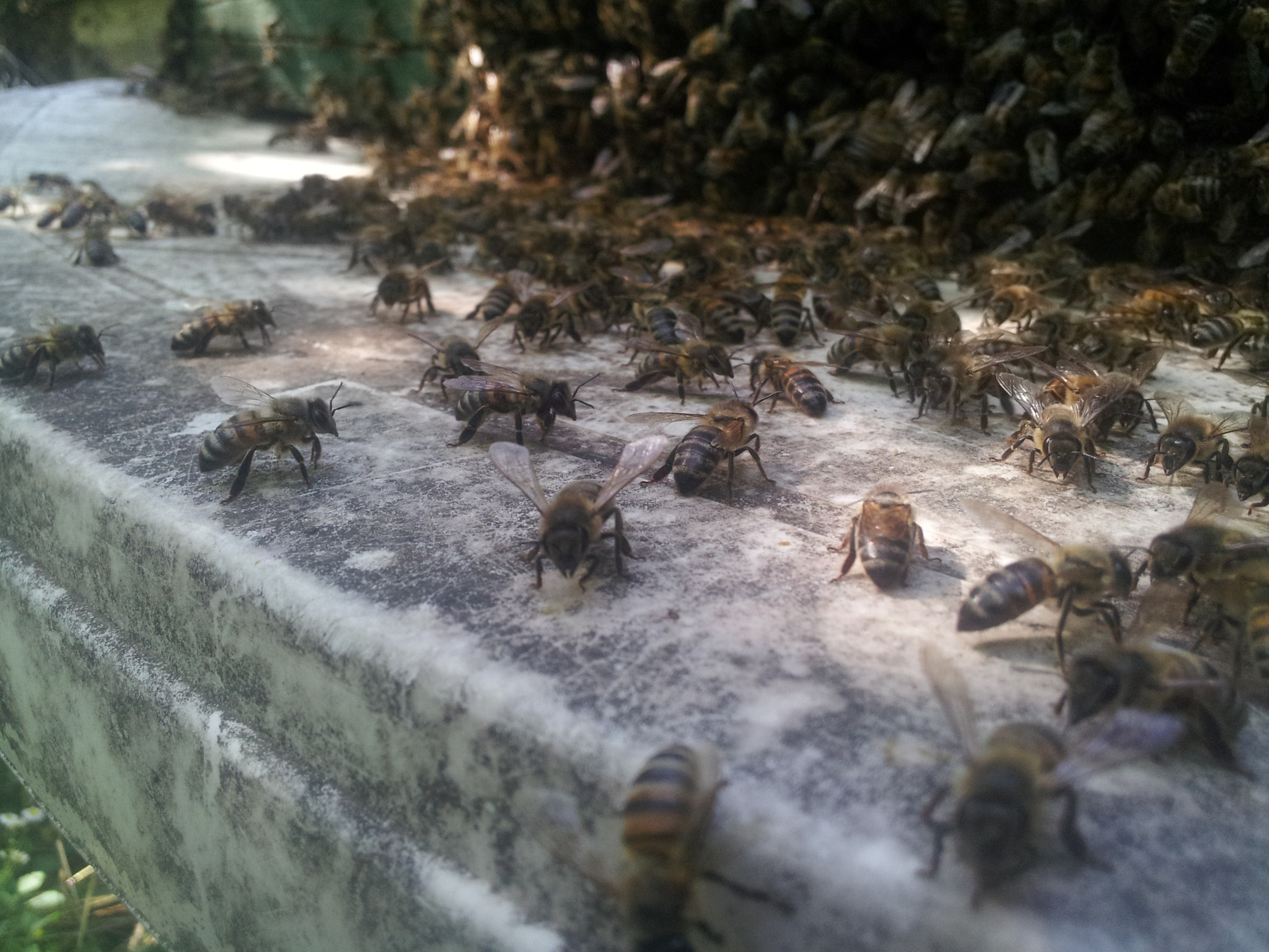 Samsung SGH-I997 sample photo. Bee stripes photography