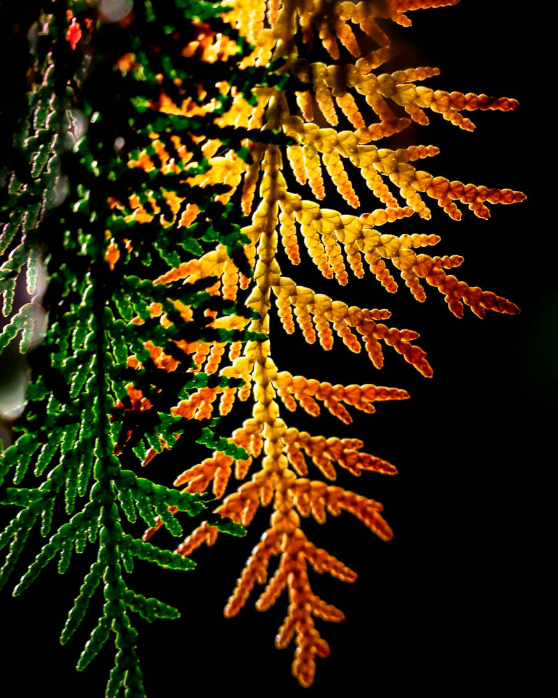 Panasonic Lumix DMC-GX85 (Lumix DMC-GX80 / Lumix DMC-GX7 Mark II) sample photo. Cedar in brilliant fall colors photography