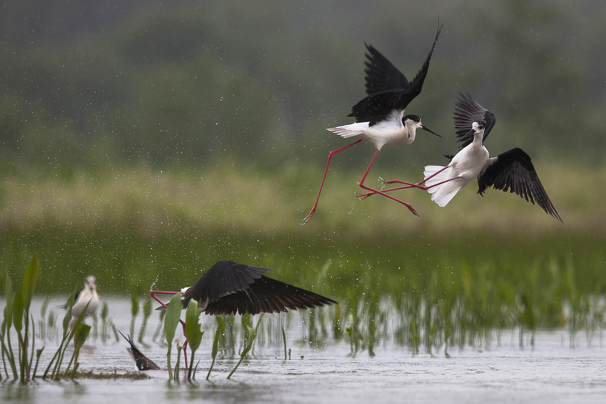 Canon EF 70-200mm F2.8L USM sample photo. Wildlife photography