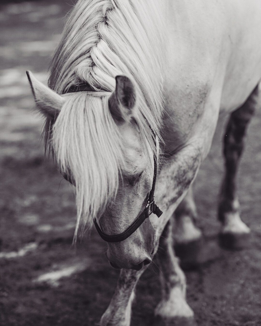 Sony a7R + Sony Planar T* 85mm F1.4 ZA sample photo