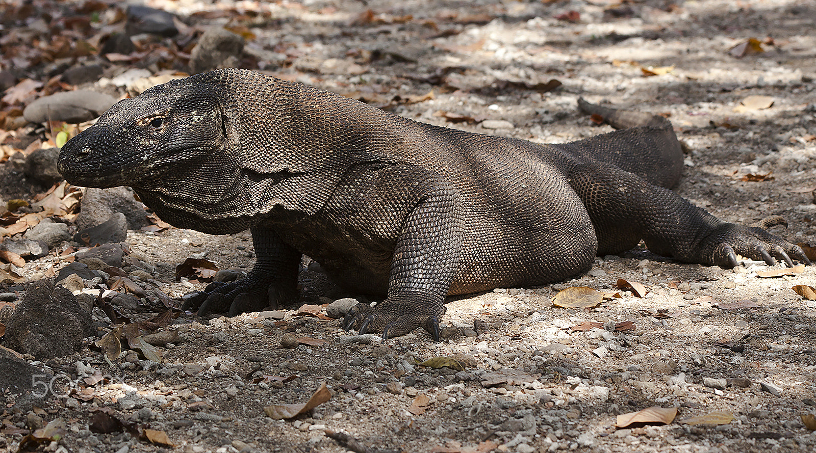 Canon EOS 5D Mark II + Canon EF 70-200mm F2.8L IS USM sample photo. Komodo's dragon photography