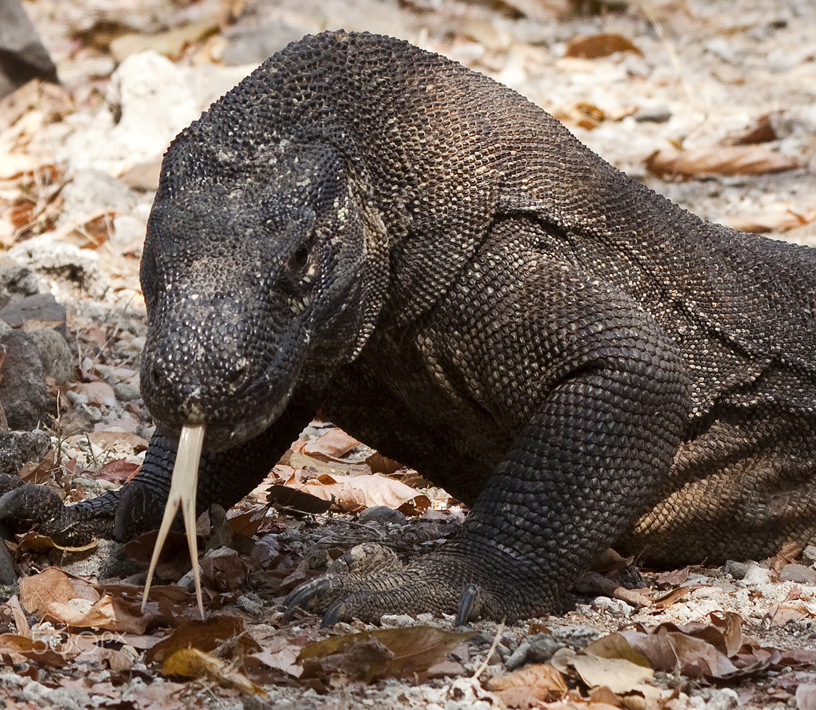 Canon EOS 5D Mark II + Canon EF 70-200mm F2.8L IS USM sample photo. Tongue bifurcated of the komodo's dragon. photography