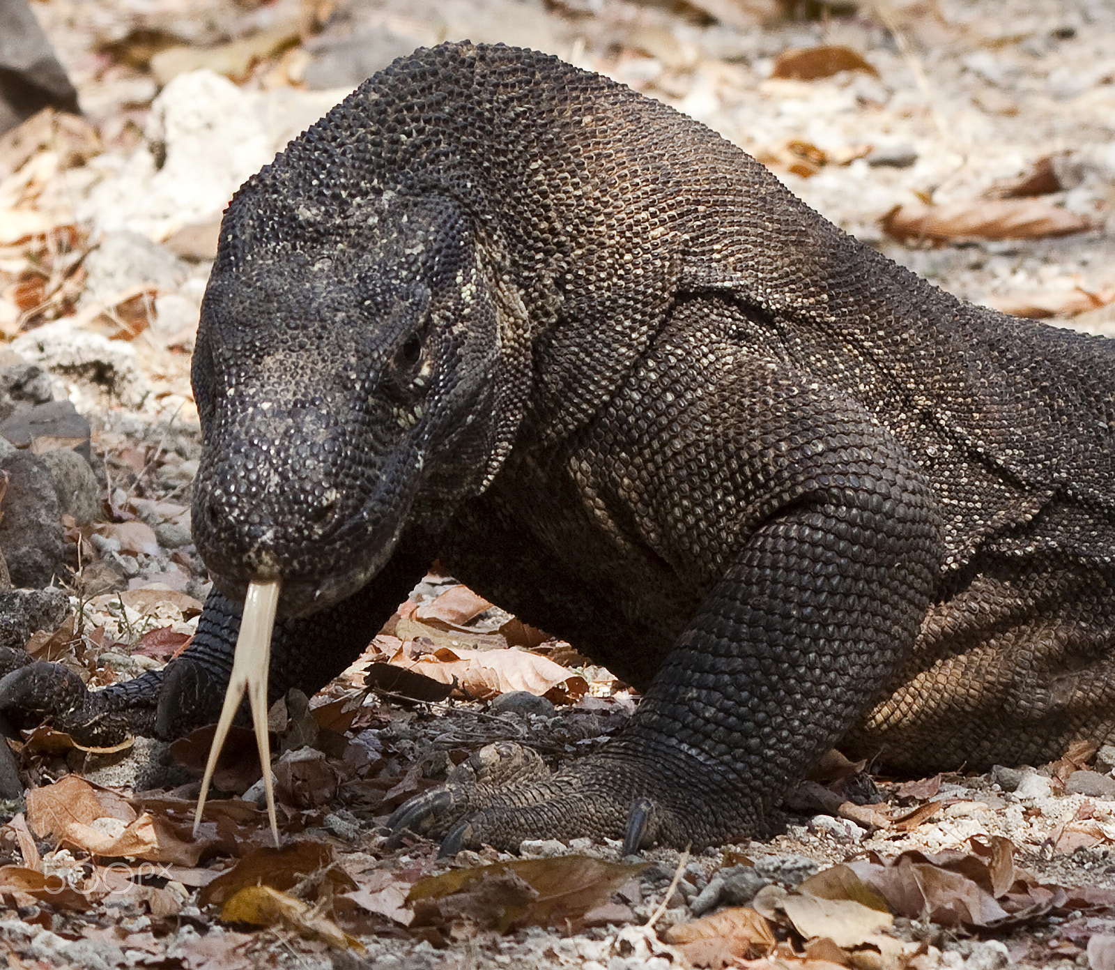 Canon EOS 5D Mark II sample photo. Tongue bifurcated of the komodo's dragon. photography