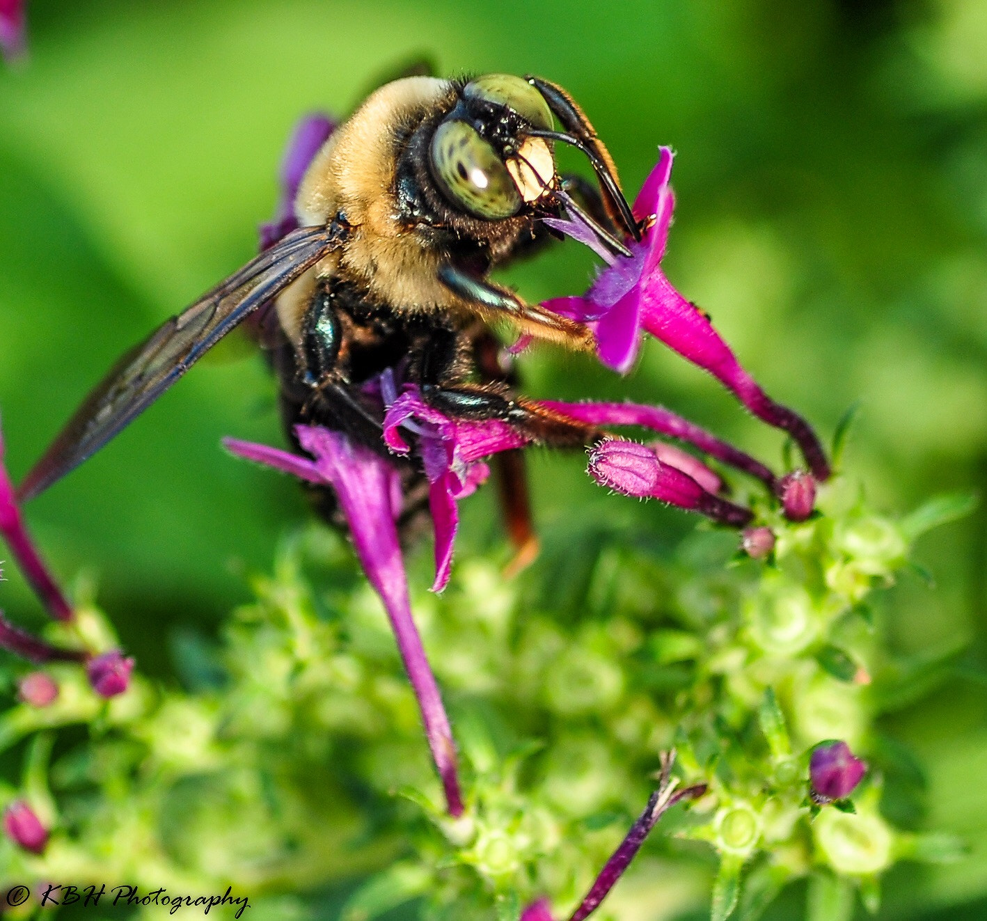 Nikon D90 + AF Micro-Nikkor 60mm f/2.8 sample photo. First attempt at macro... fun! photography