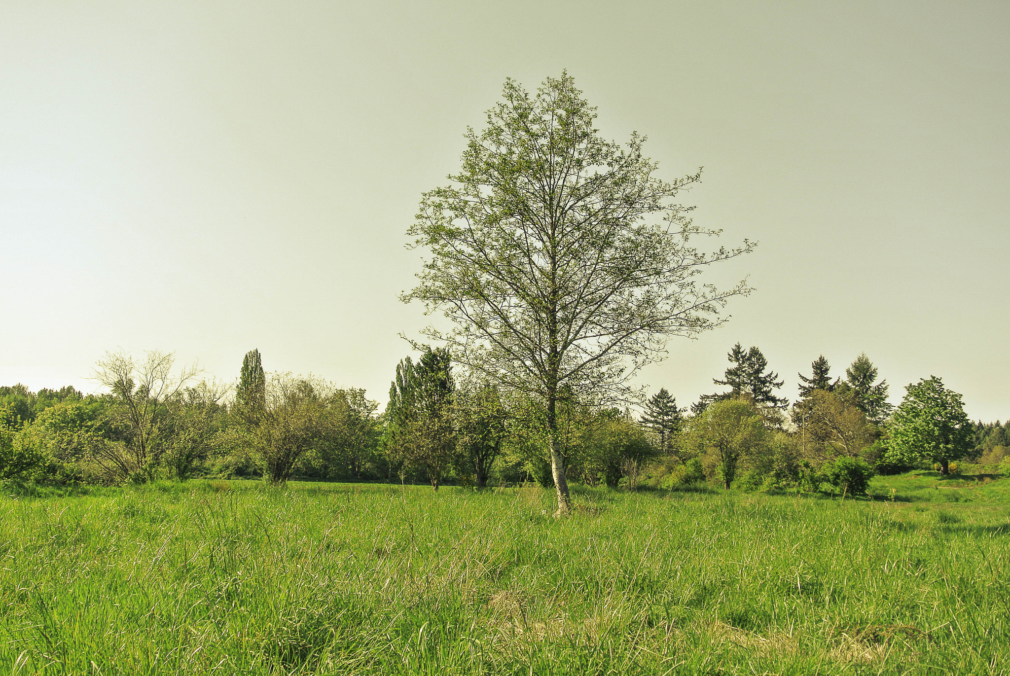 Nikon 1 Nikkor VR 10-30mm F3.5-5.6 sample photo. Tree landscape photography