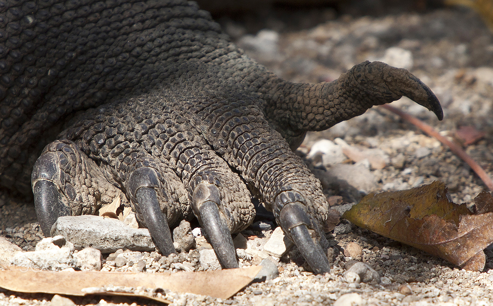 Canon EOS 5D Mark II + Canon EF 70-200mm F2.8L IS USM sample photo. Paw of komodo dragon photography