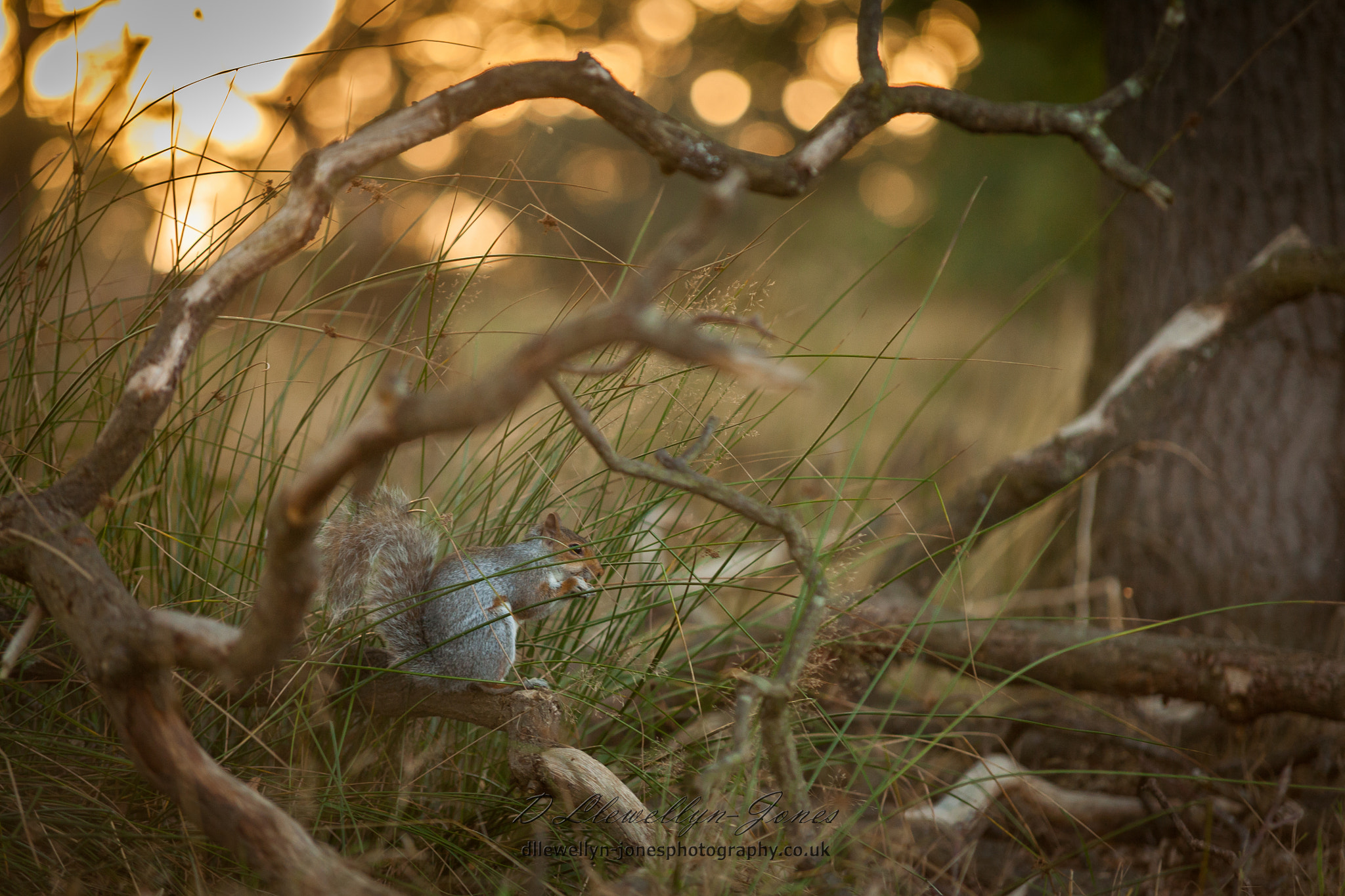 Sigma 70-200mm F2.8 EX DG OS HSM sample photo. Evening snack photography