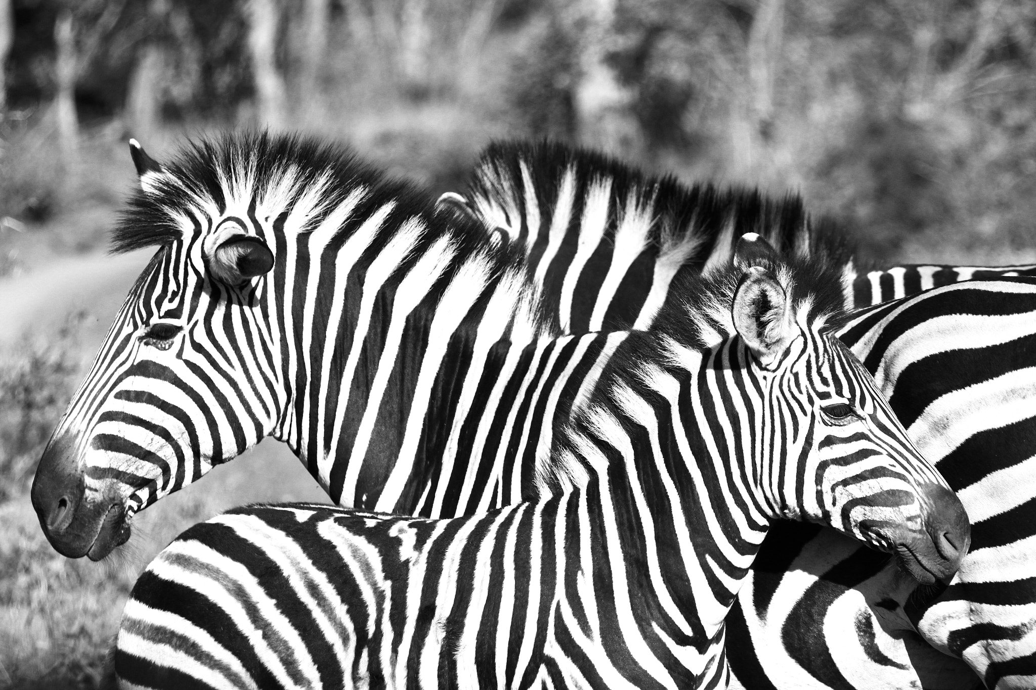 Canon EF 70-200mm F4L IS USM sample photo. Kruger national park (sudafrica) photography