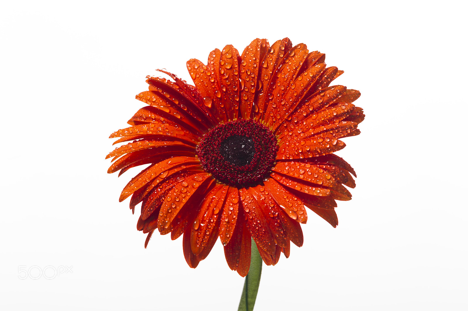 Canon EOS-1D Mark IV + Canon EF 100mm F2.8L Macro IS USM sample photo. Orange gerbera with water drops on a white background photography