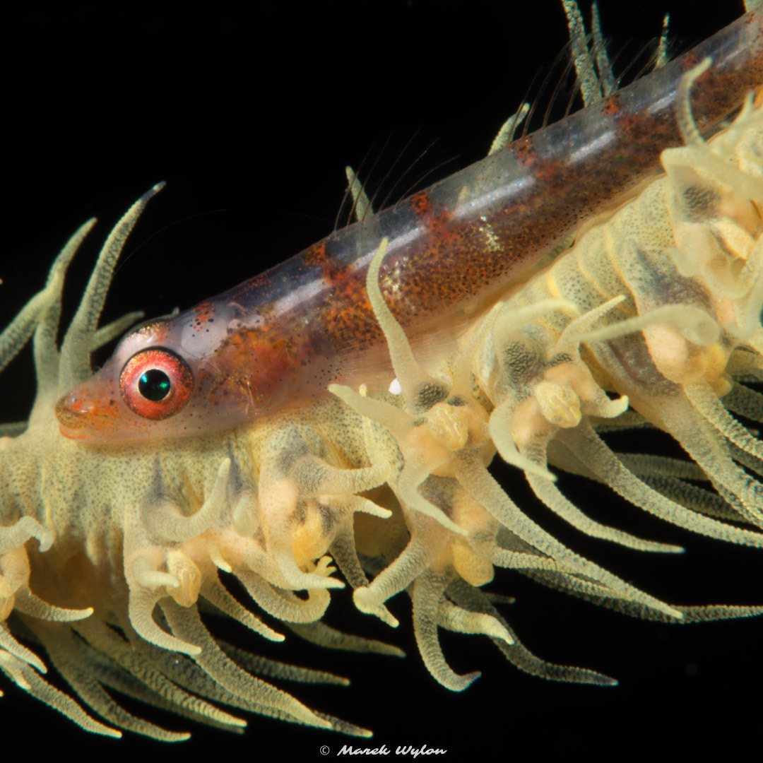 Nikon AF-S Micro-Nikkor 60mm F2.8G ED sample photo. Wire coral goby | maldives | 2014.04.08 photography