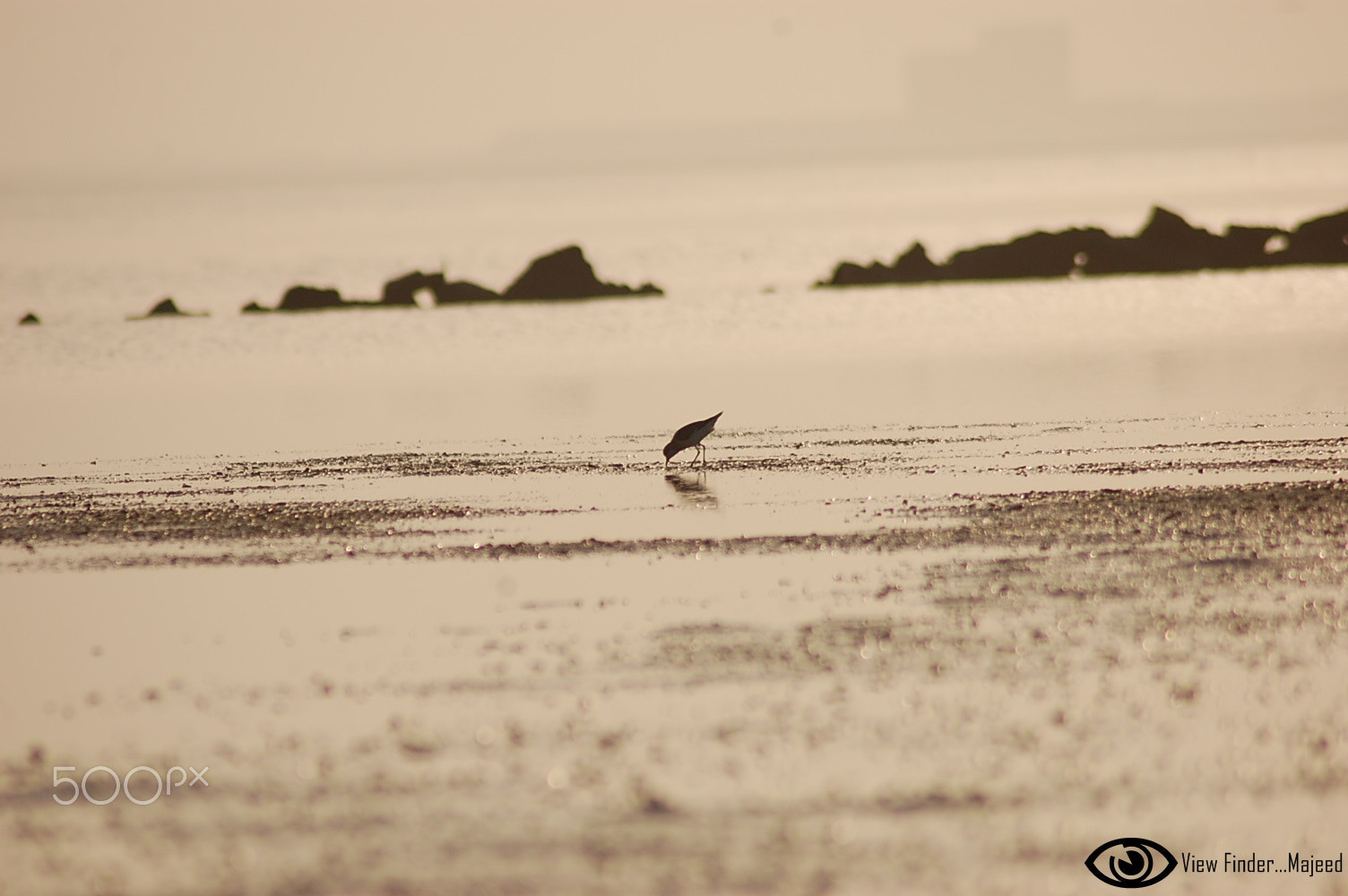 Nikon AF Nikkor 70-300mm F4-5.6G sample photo. Early bird... photography