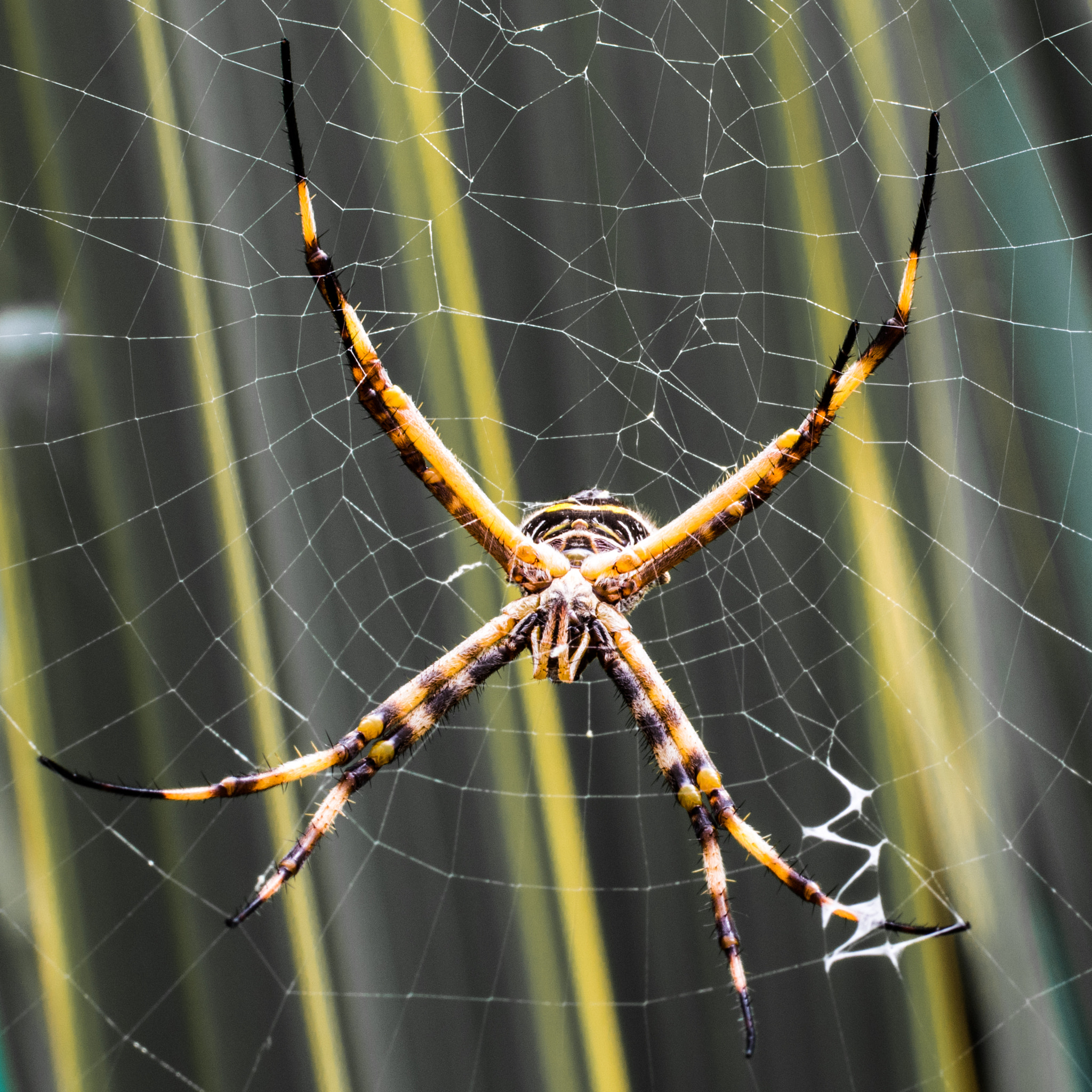 Canon EF 50mm F2.5 Macro sample photo. Araña photography