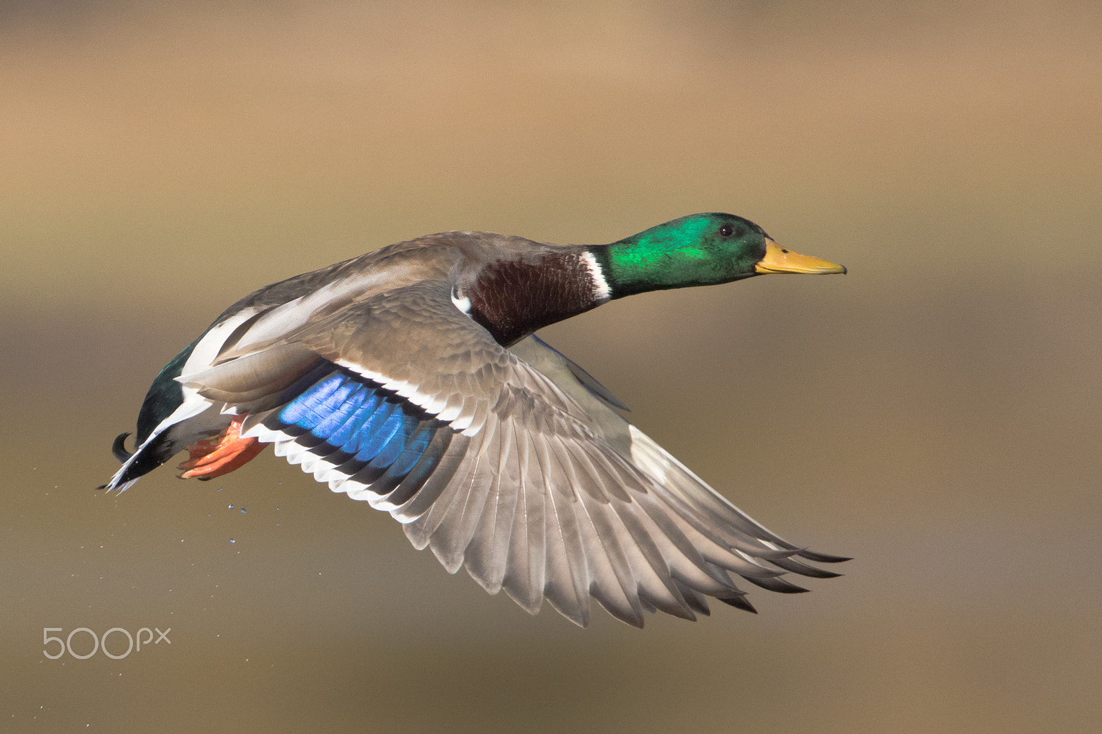 Canon EF 600mm F4L IS II USM sample photo. Mallard drake in flight photography