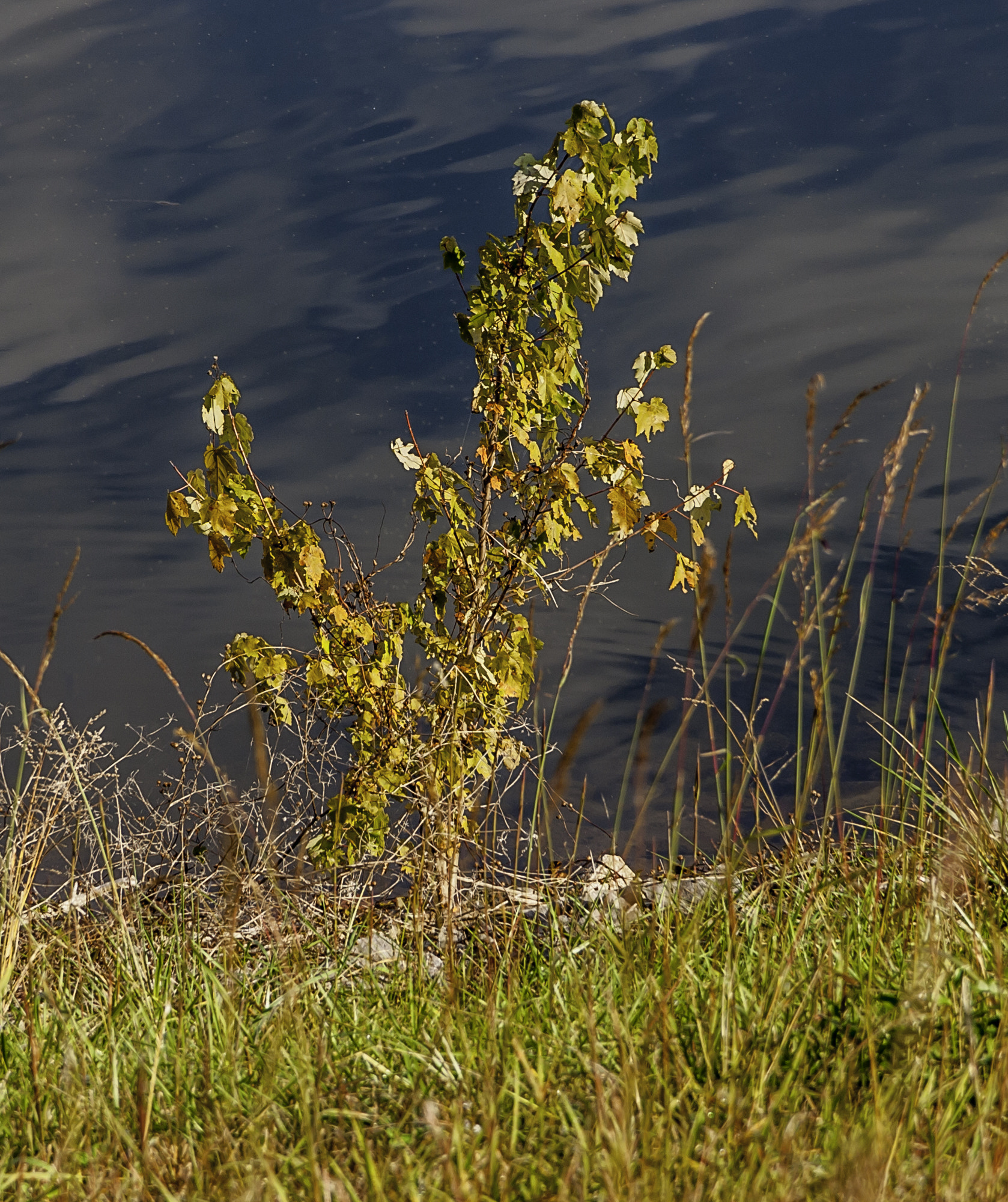 Pentax K20D sample photo. Morning walk at deams lake photography