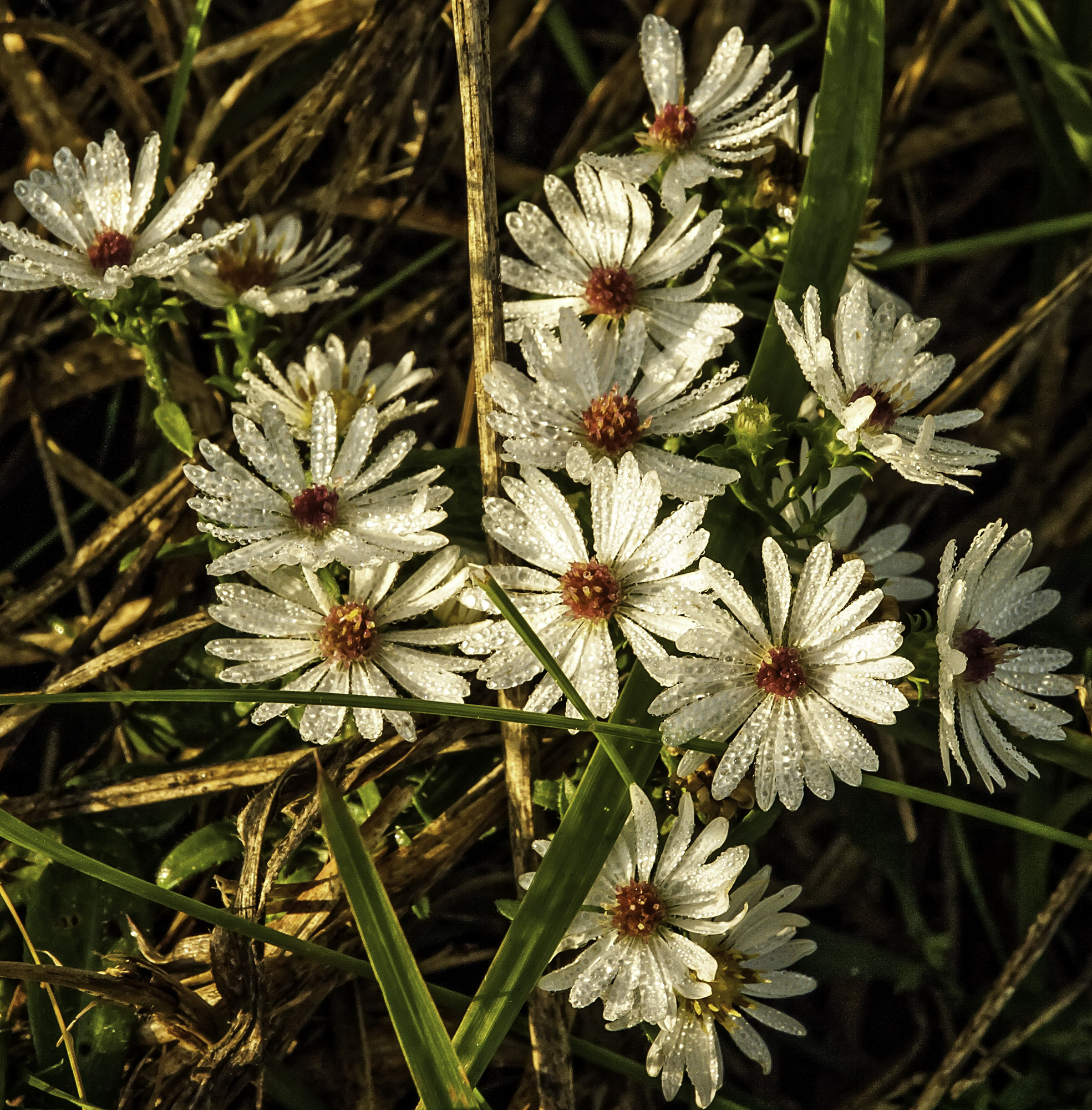 Pentax K20D sample photo. Wild flowers photography