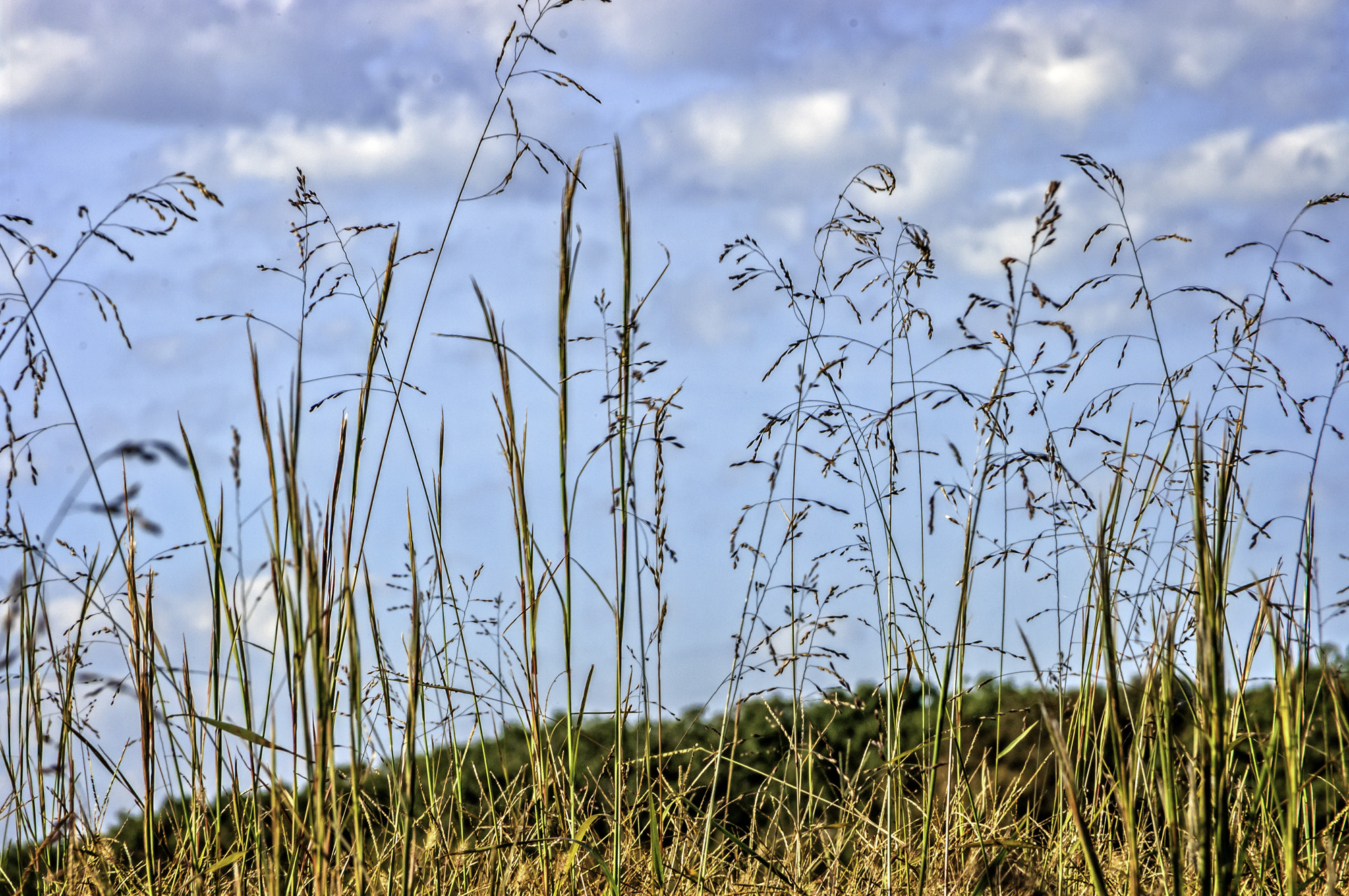 Pentax K20D sample photo. Morning walk at deams lake photography