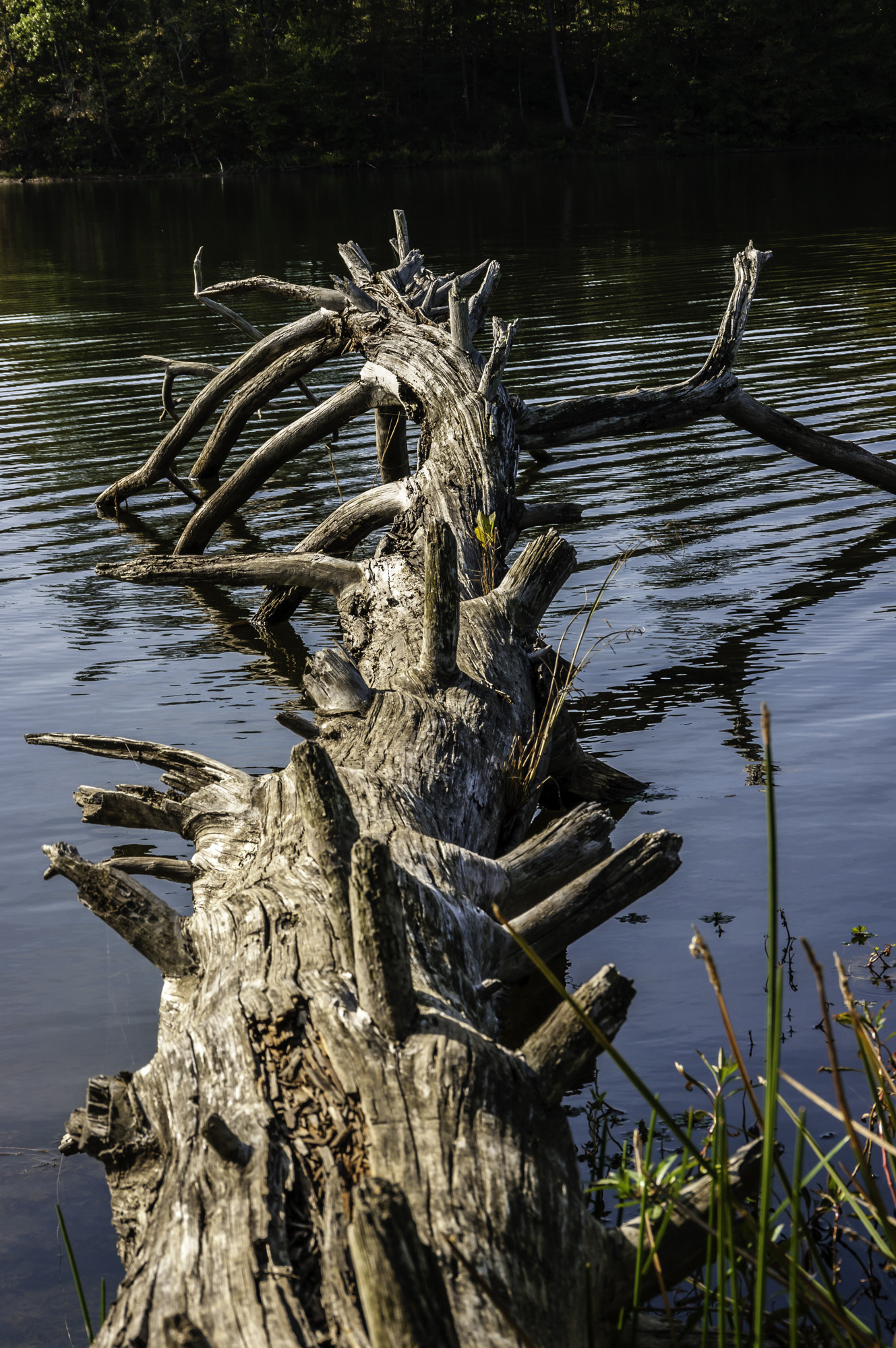 Pentax K20D sample photo. Setting on a fallen tree photography